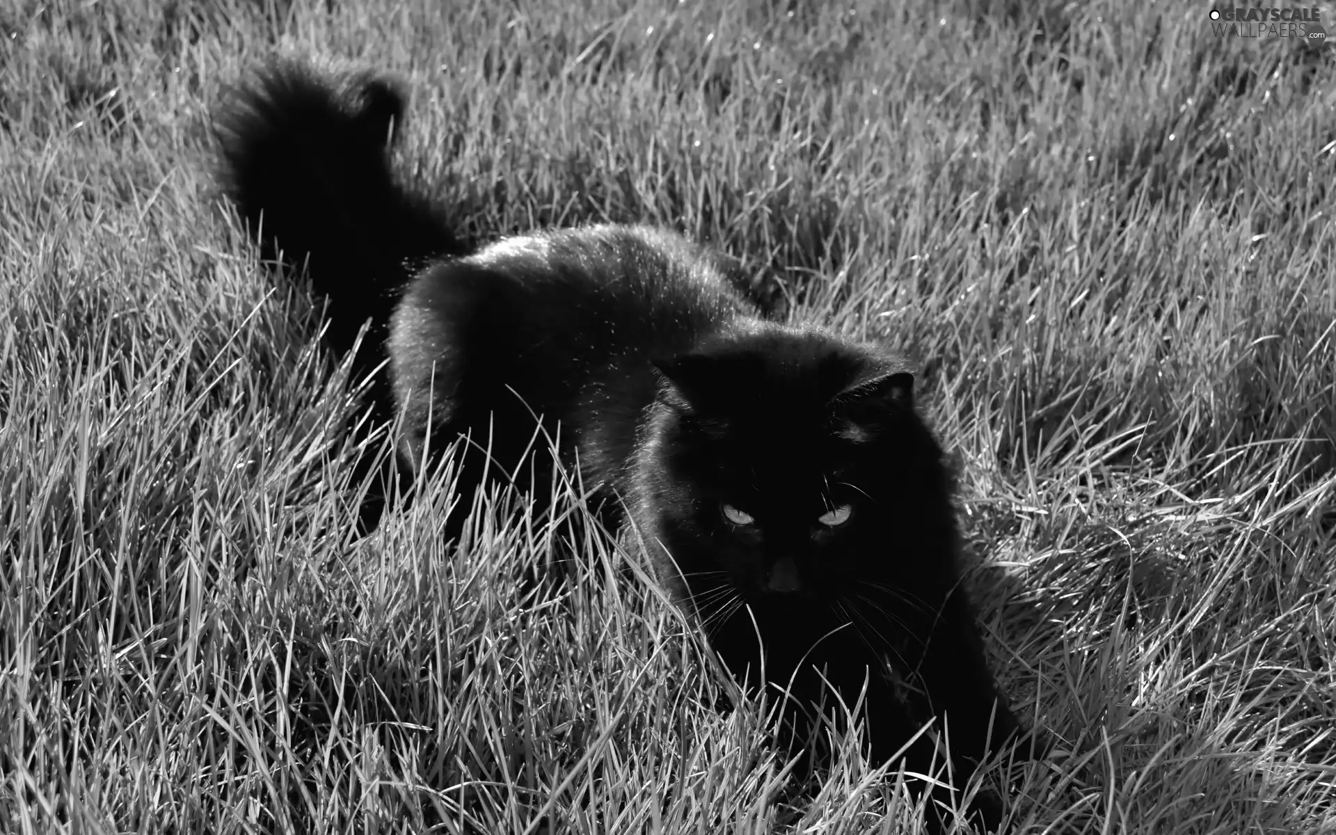 grass, Black, cat