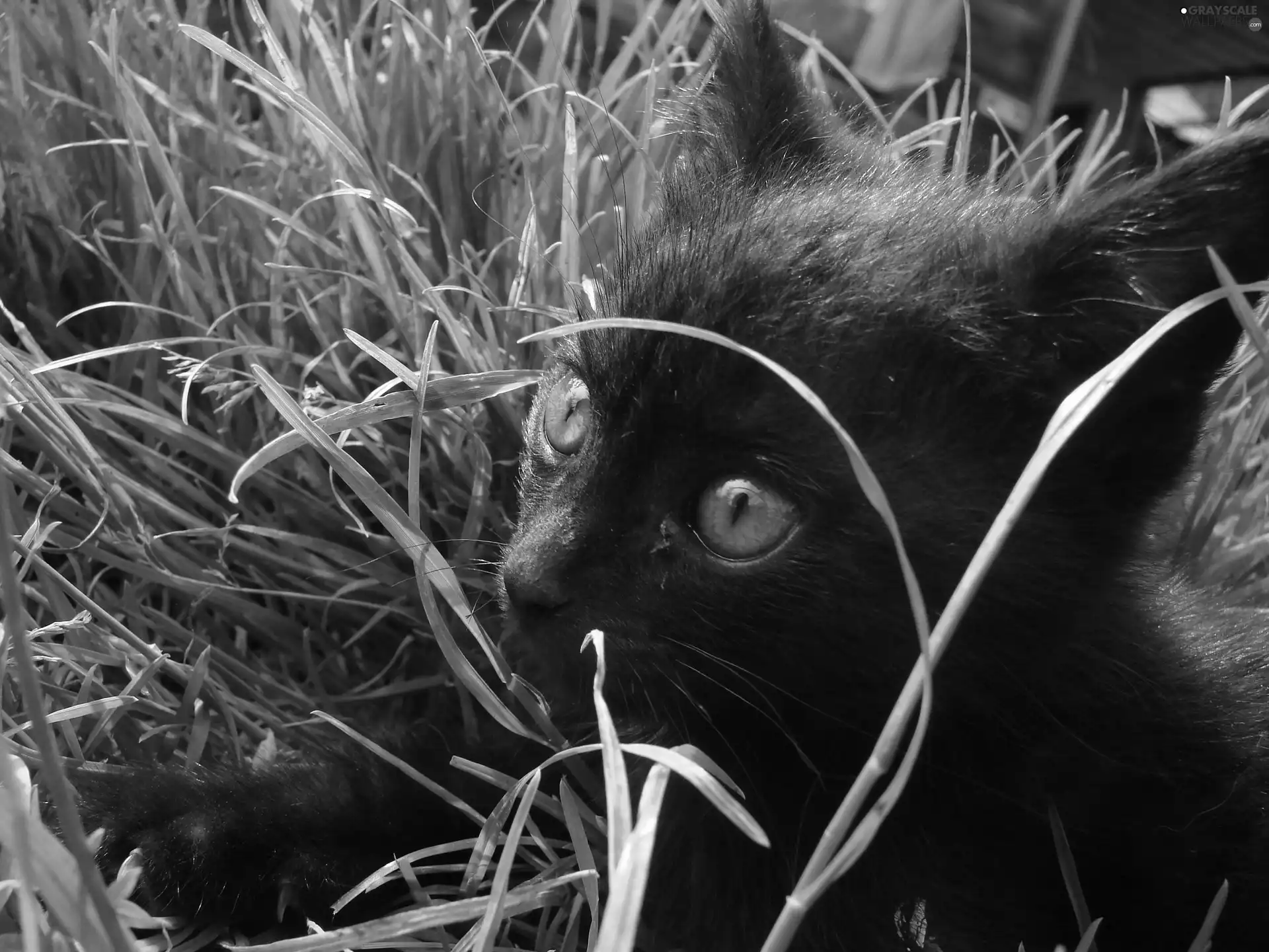 grass, Black, cat