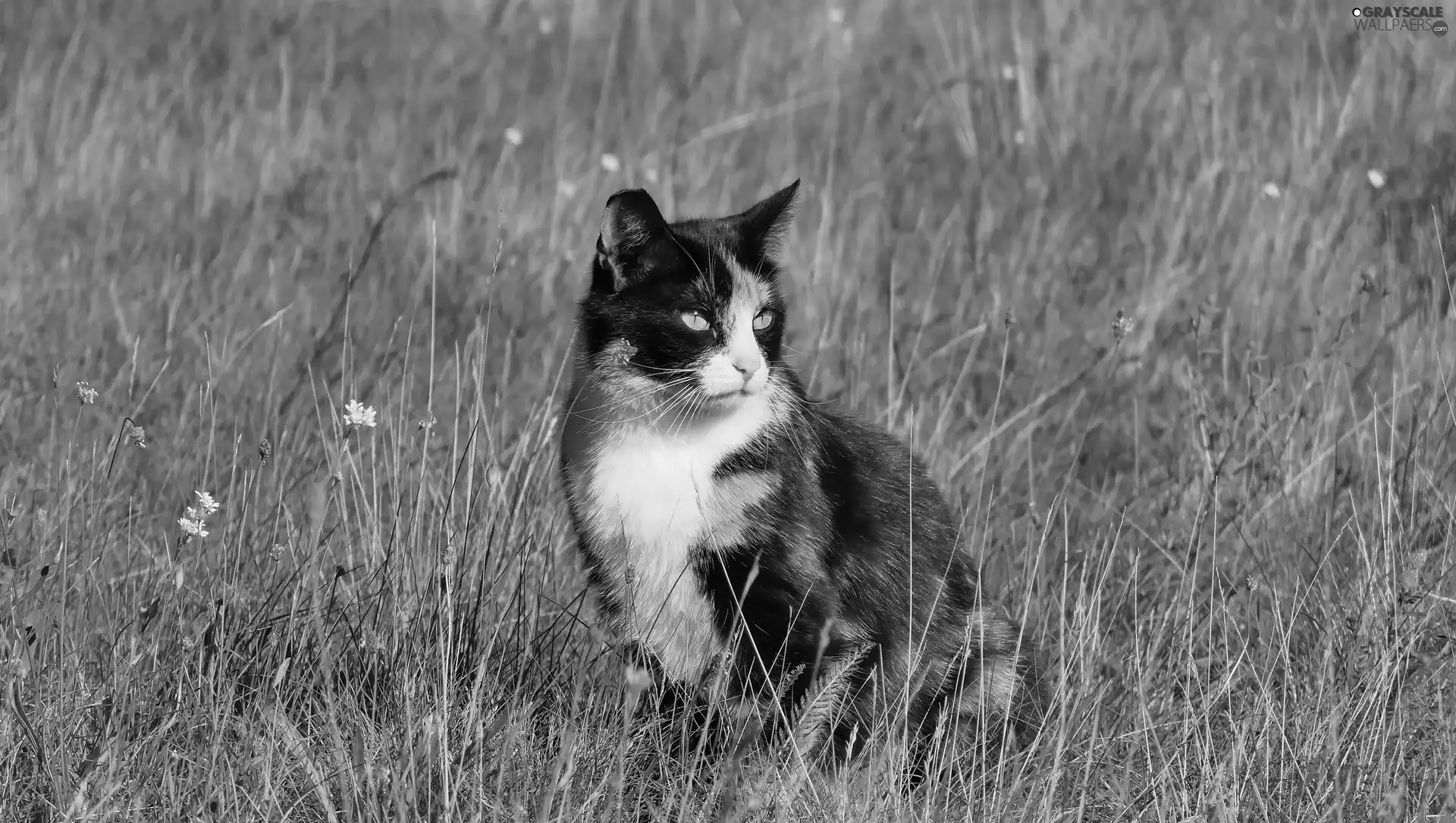 grass, cat, cat