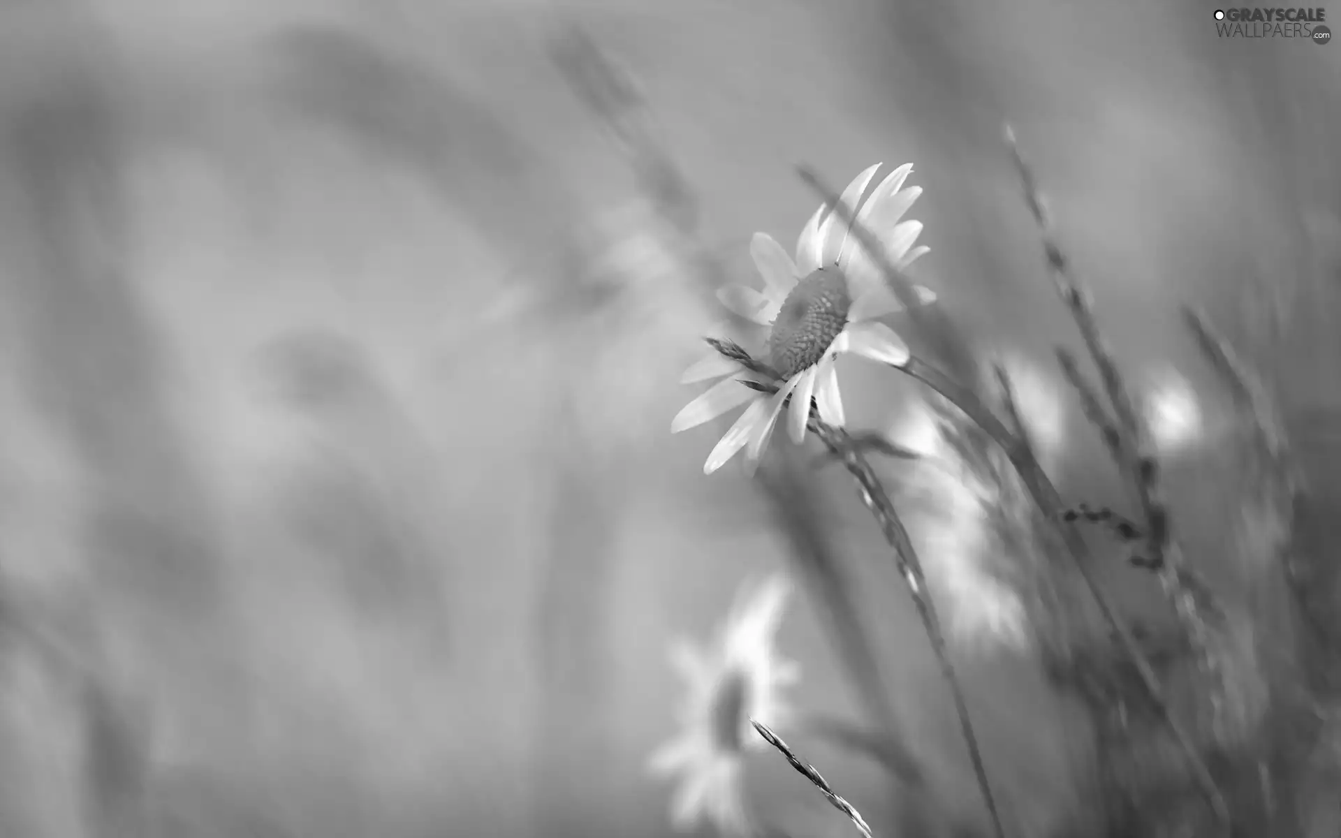 Daisy, Flowers, grass