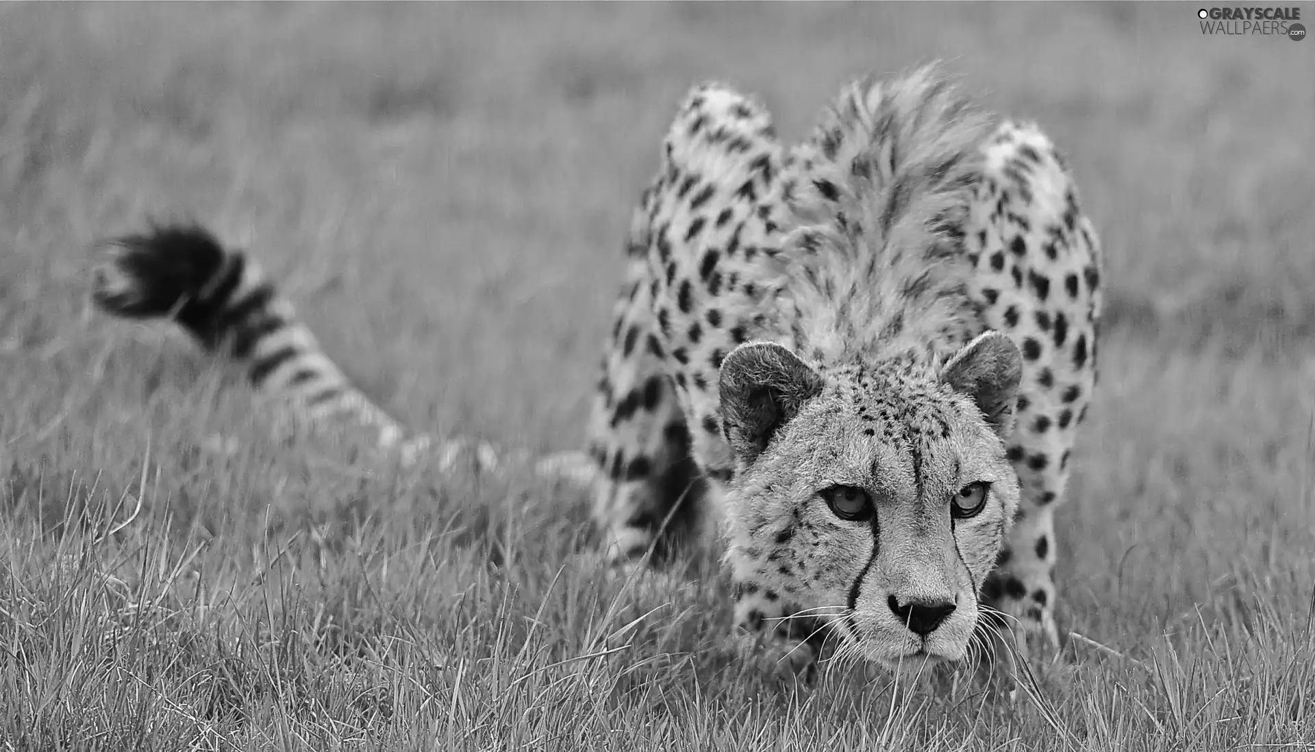 Cheetah, grass