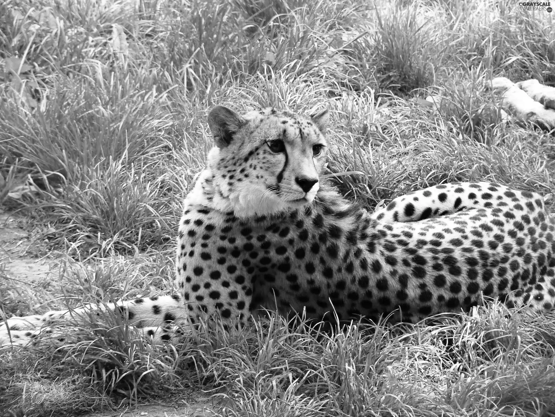 Cheetah, grass