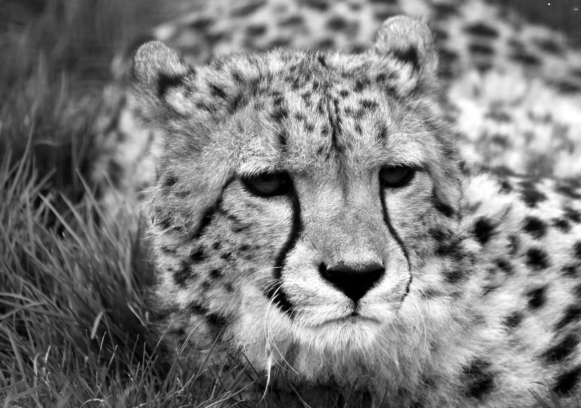 Cheetah, grass