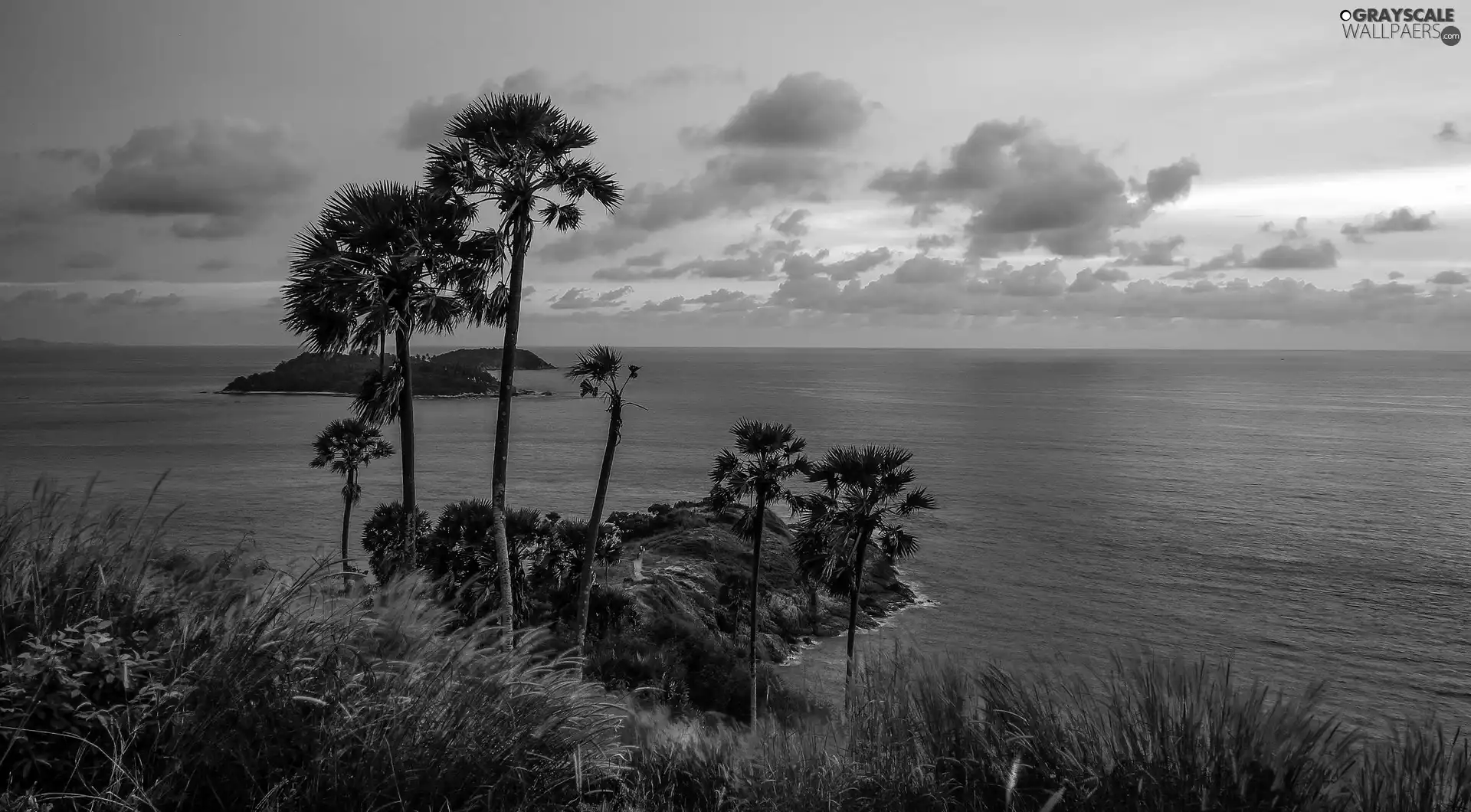 grass, clouds, Islets, Palms, sea