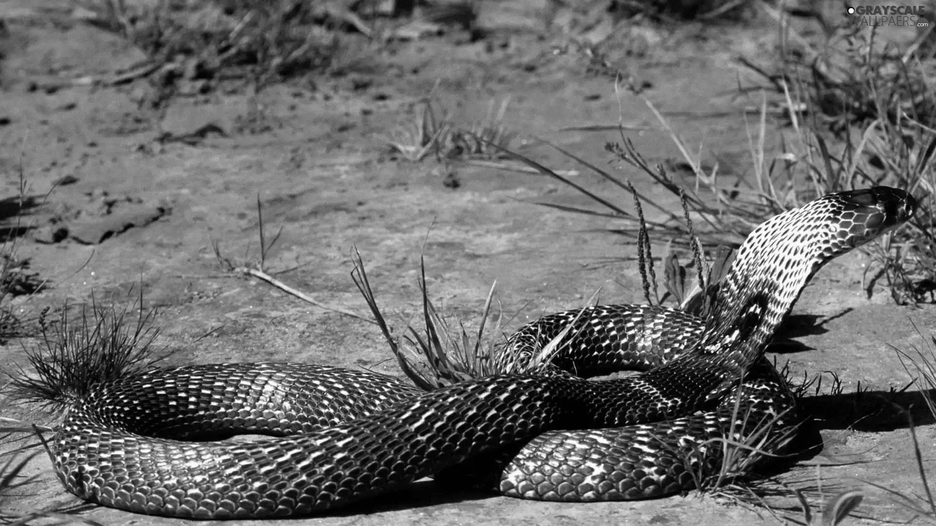 grass, Snake, cobra