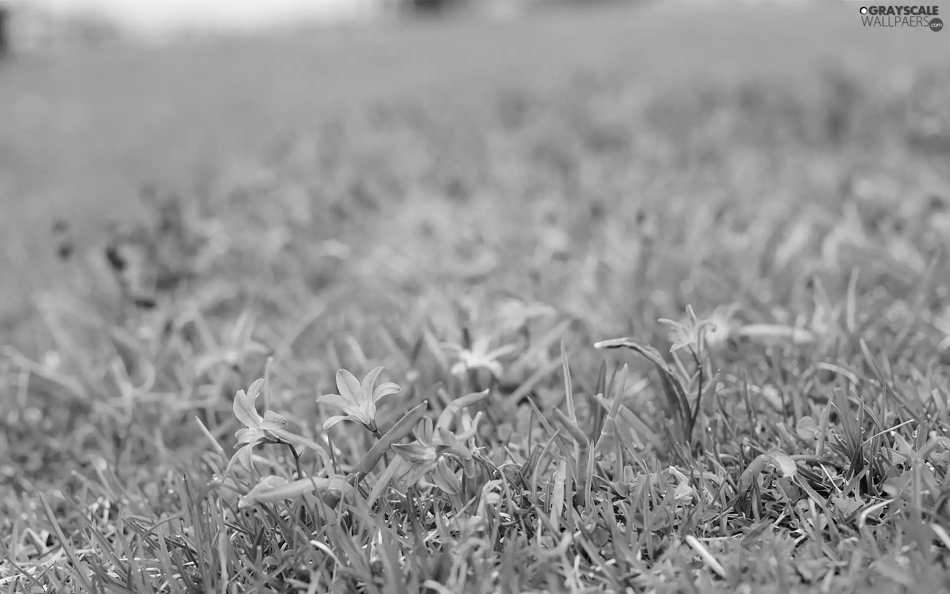 colchicum, Flowers, grass, purple
