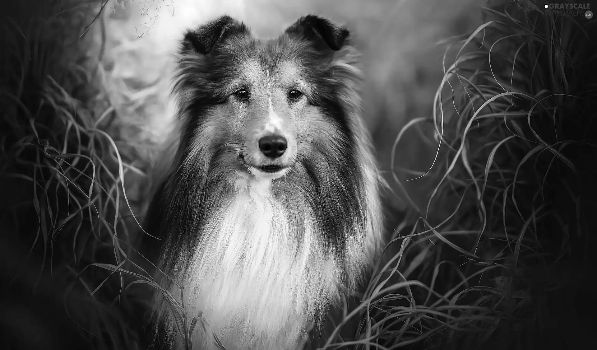 Collie rough, dog, grass