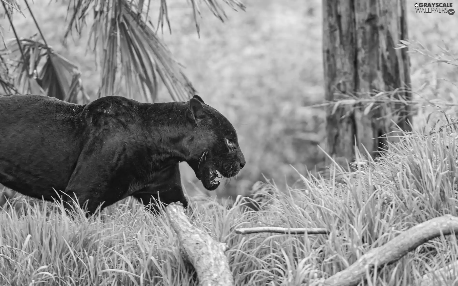 grass, black, Panther