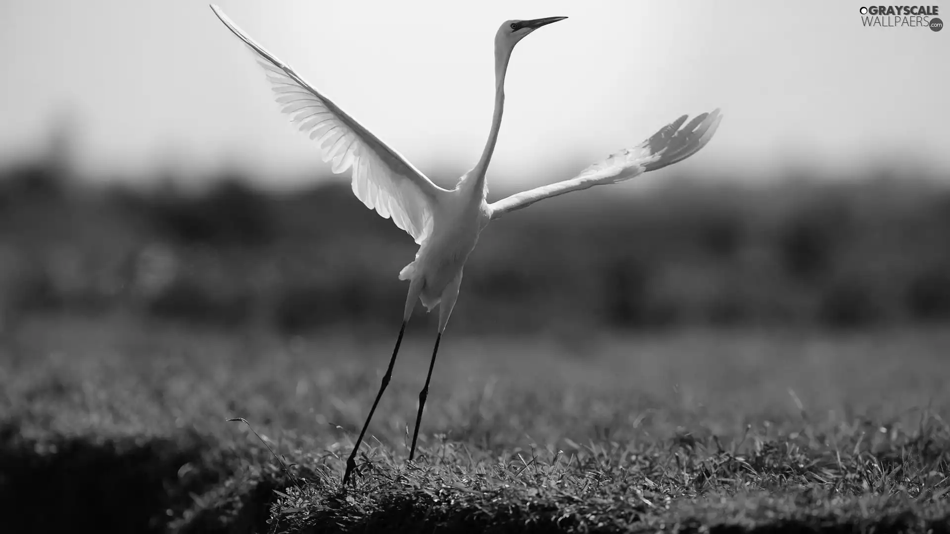 heron, grass