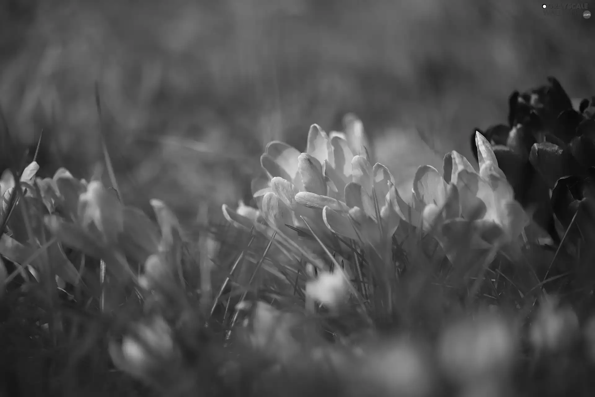 Tufts, grass, crocuses, Flowers, purple