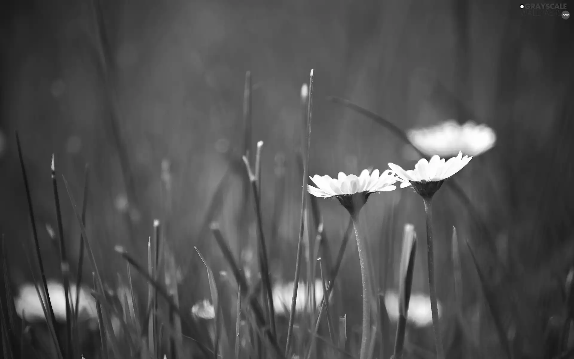 grass, Flowers, daisies