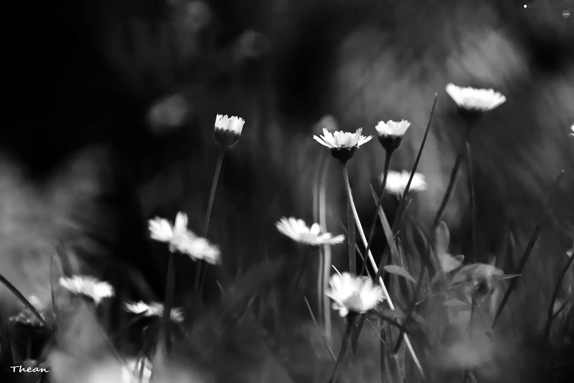 daisies, grass