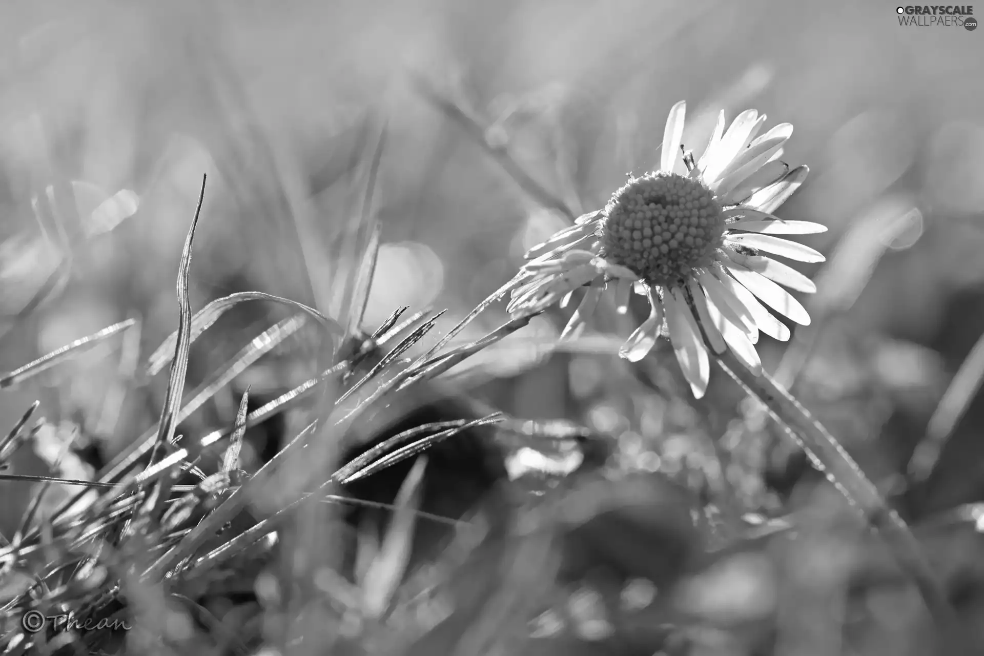 daisy, grass