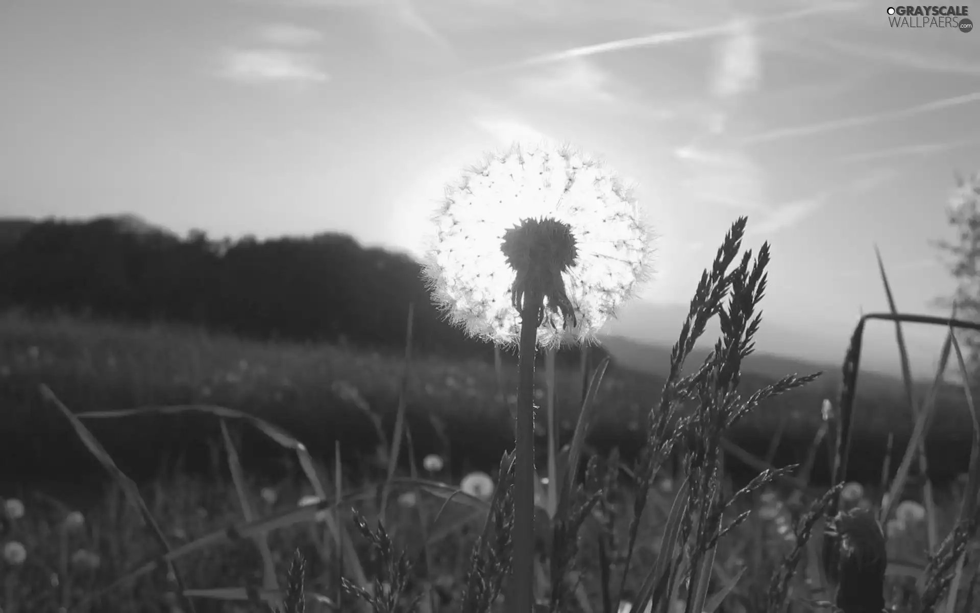 dandelion, grass