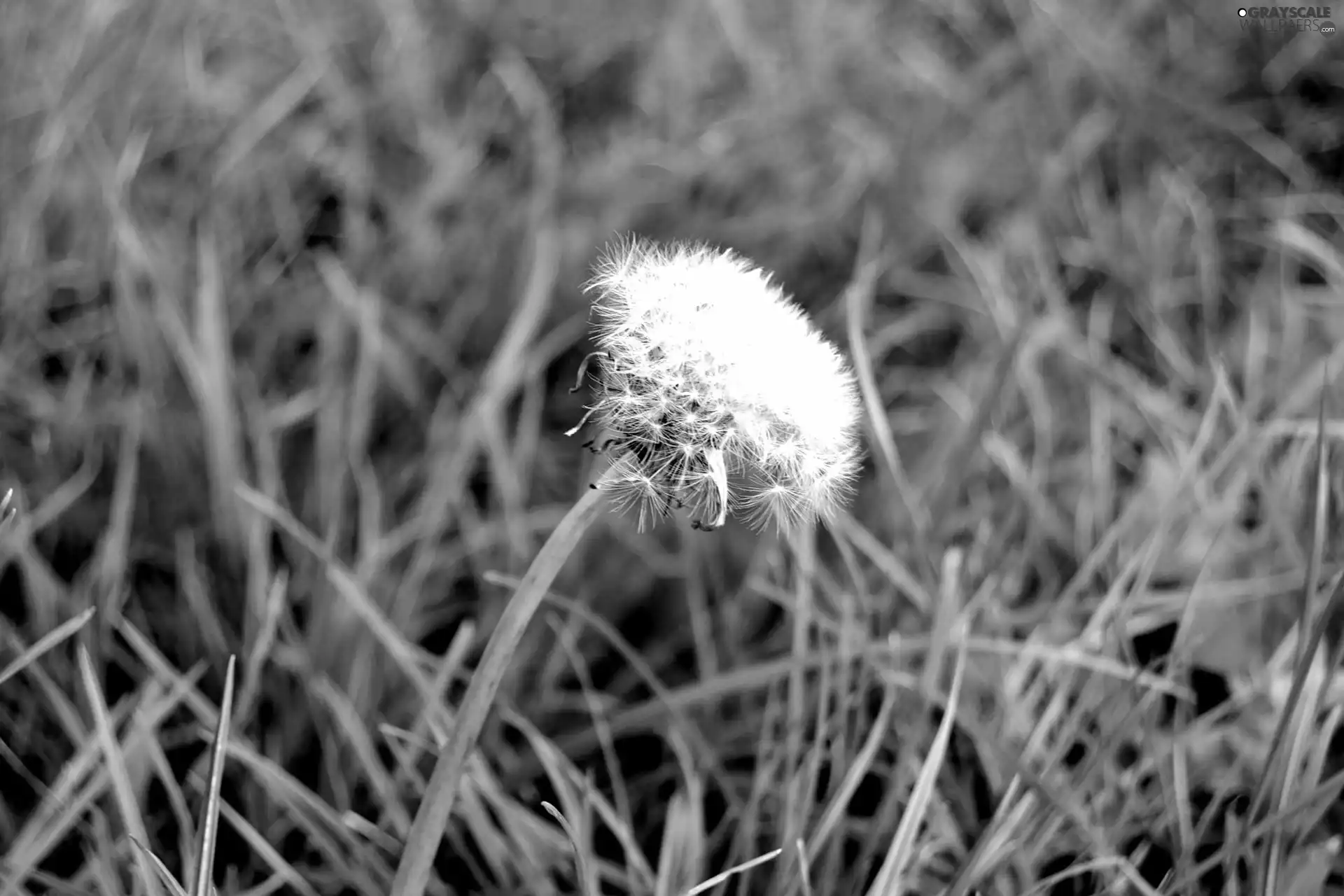 dandelion, grass