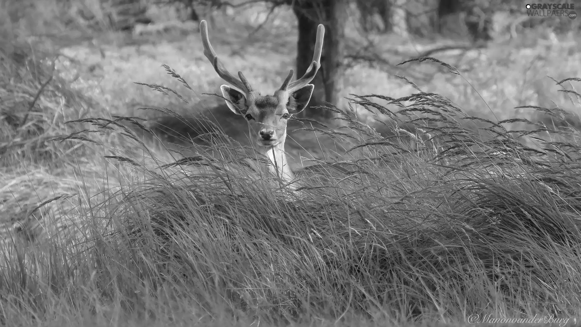 grass, young, deer