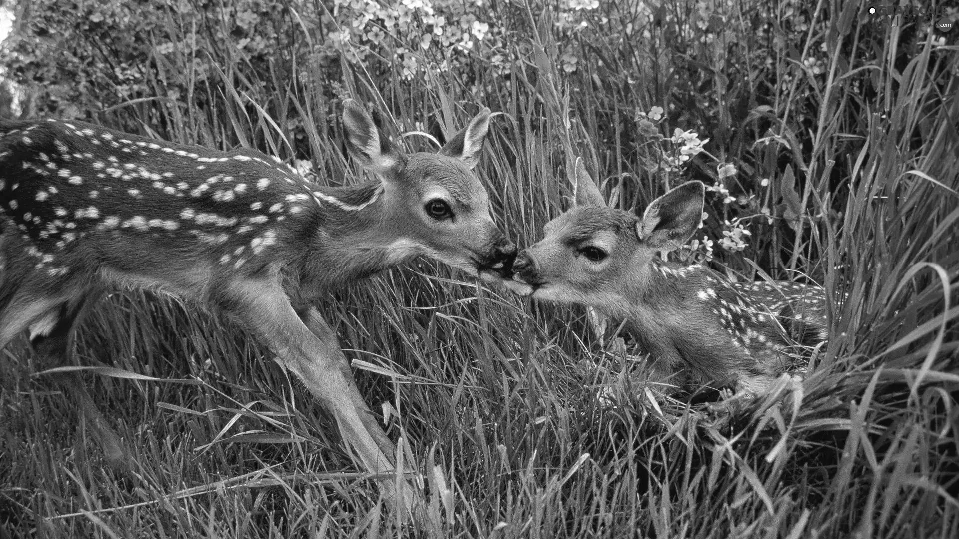deer, grass