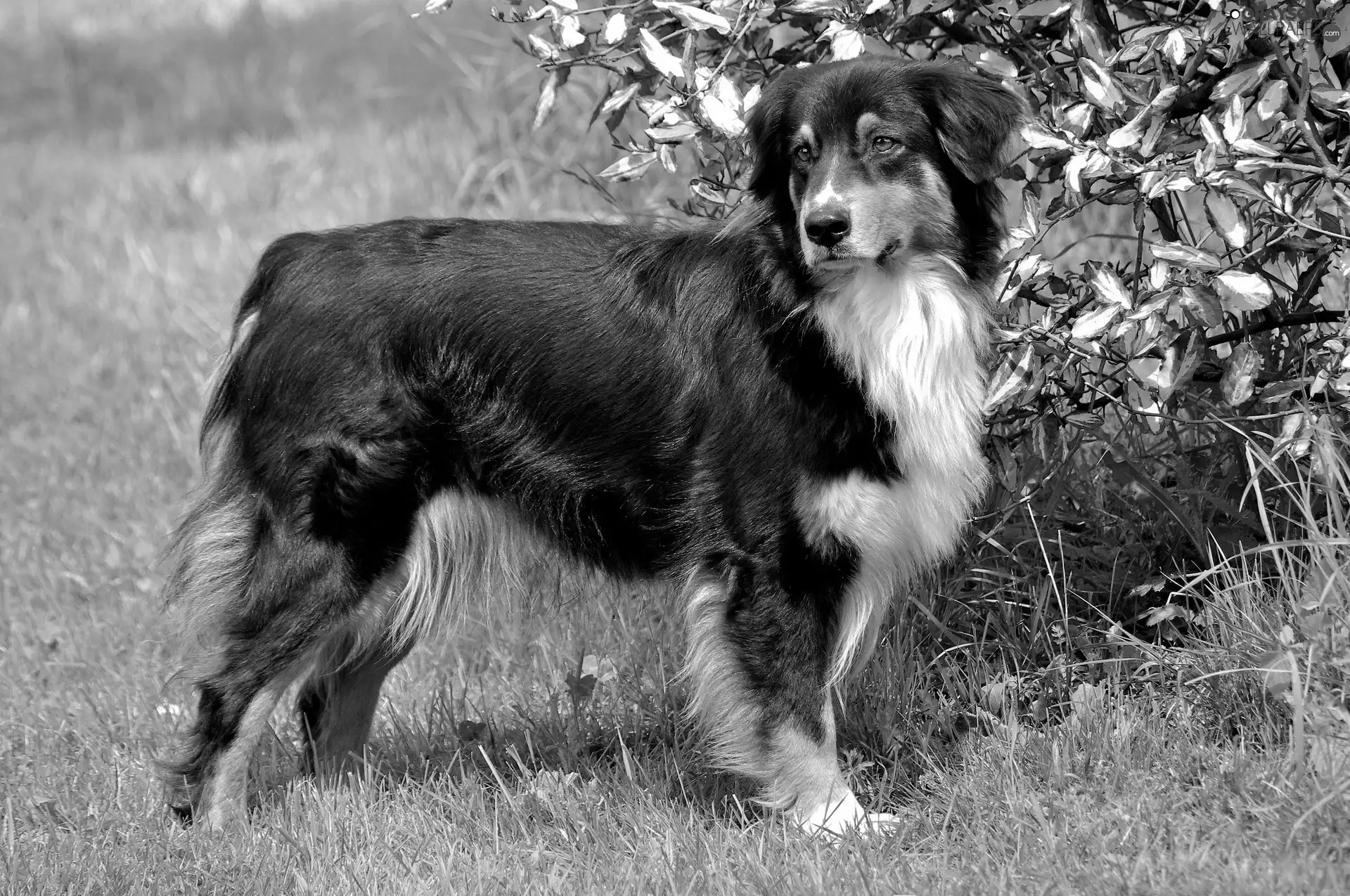 dog, grass