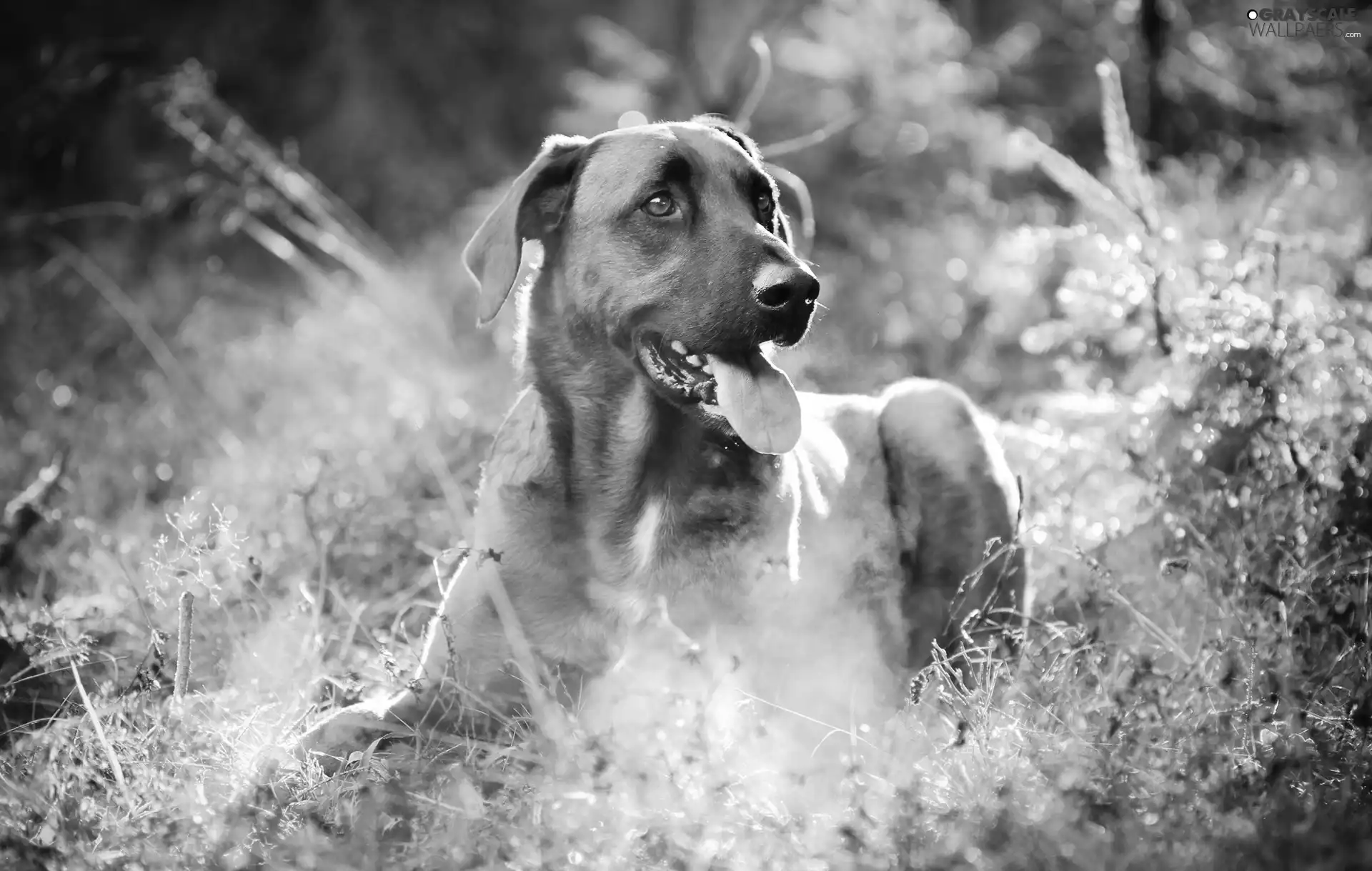 dog, grass