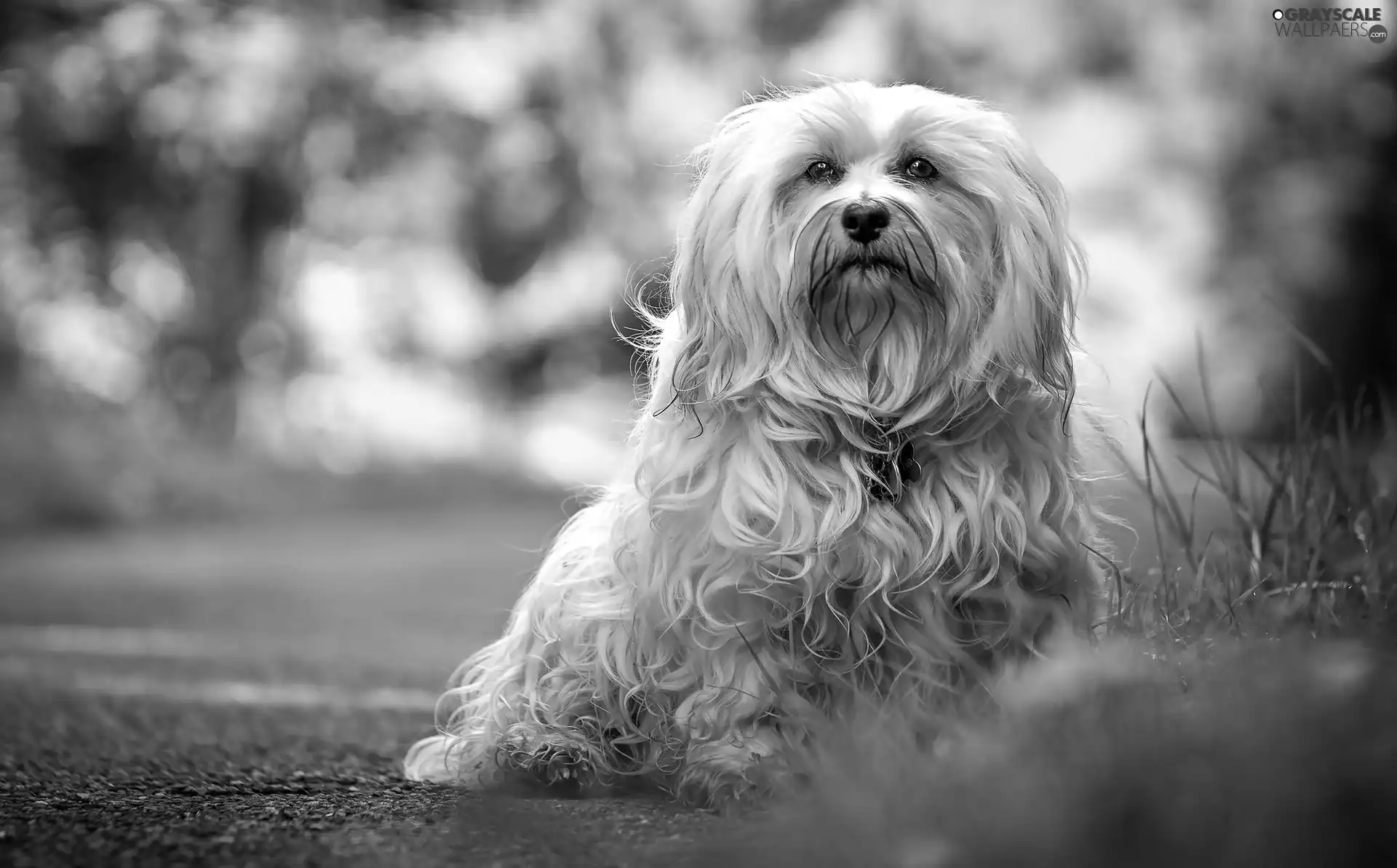 dog, grass