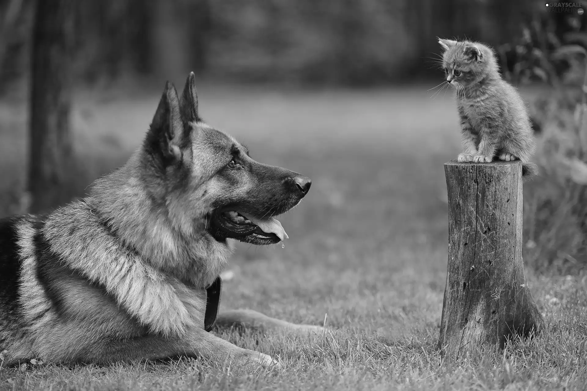 grass, kitten, dog