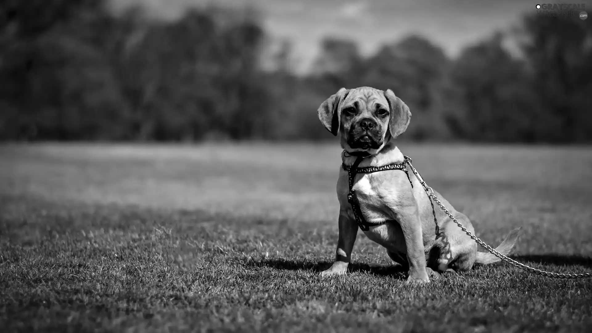 dog, Meadow, grass, cord