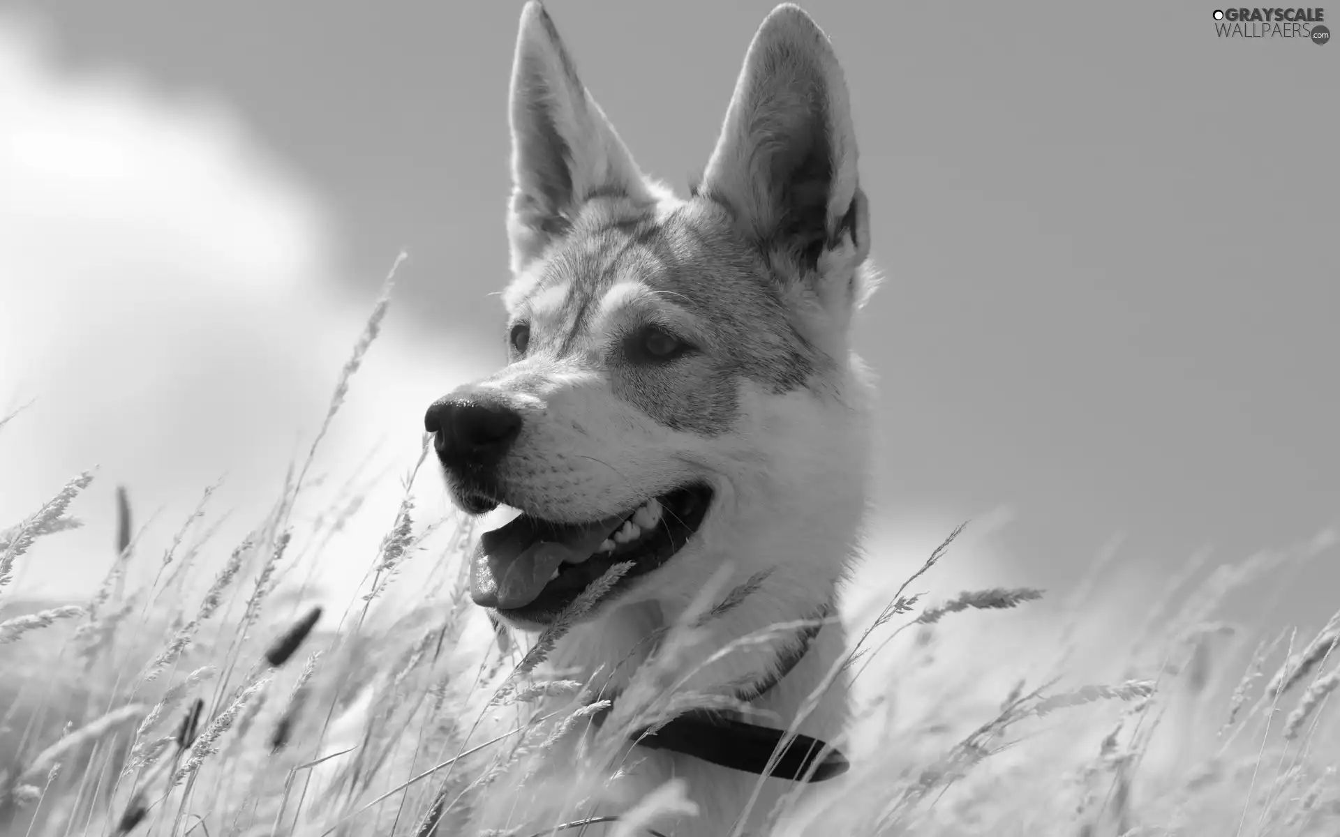 dog, Meadow, grass, Husky