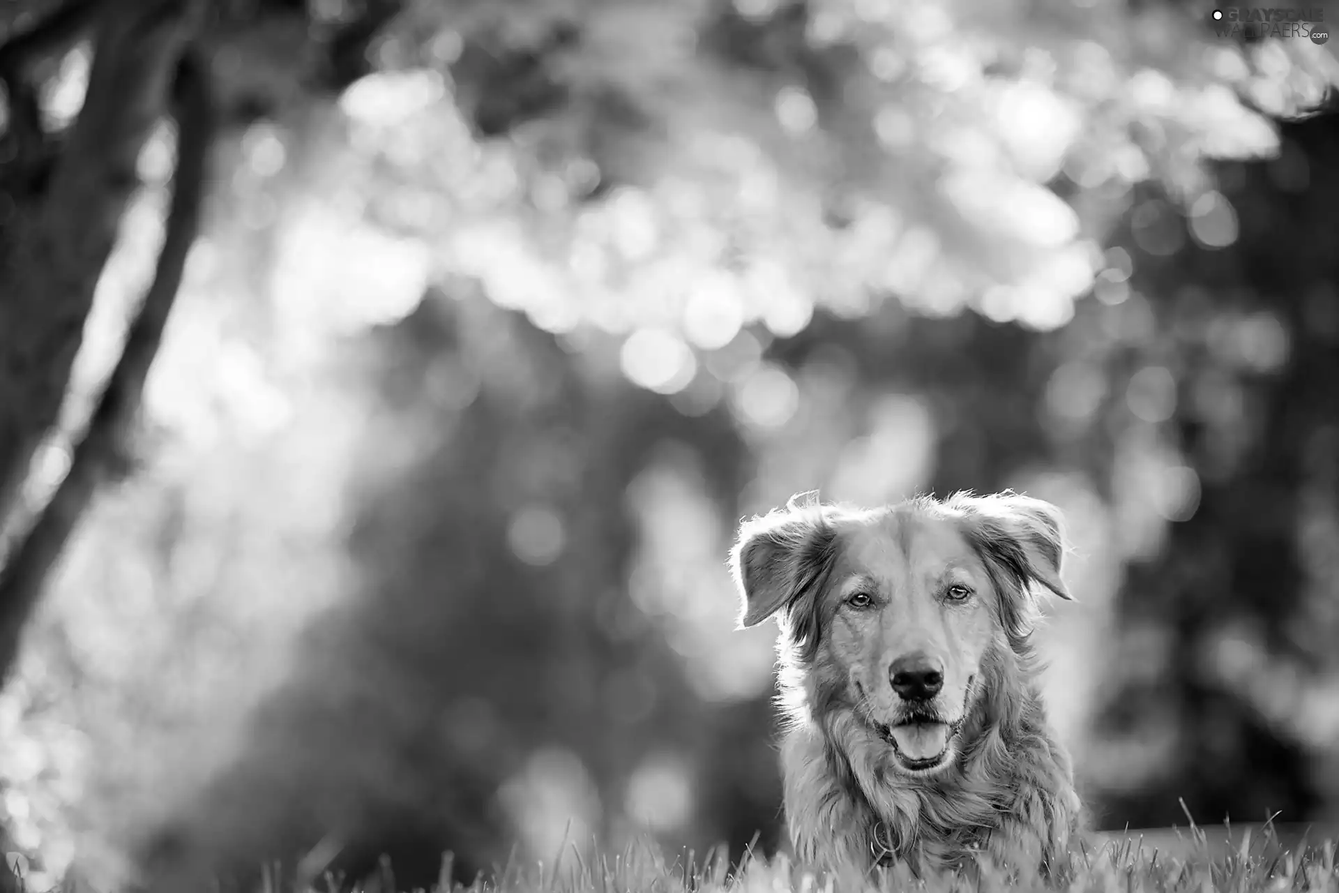 Mixed-breed dog, Tounge, grass, dog