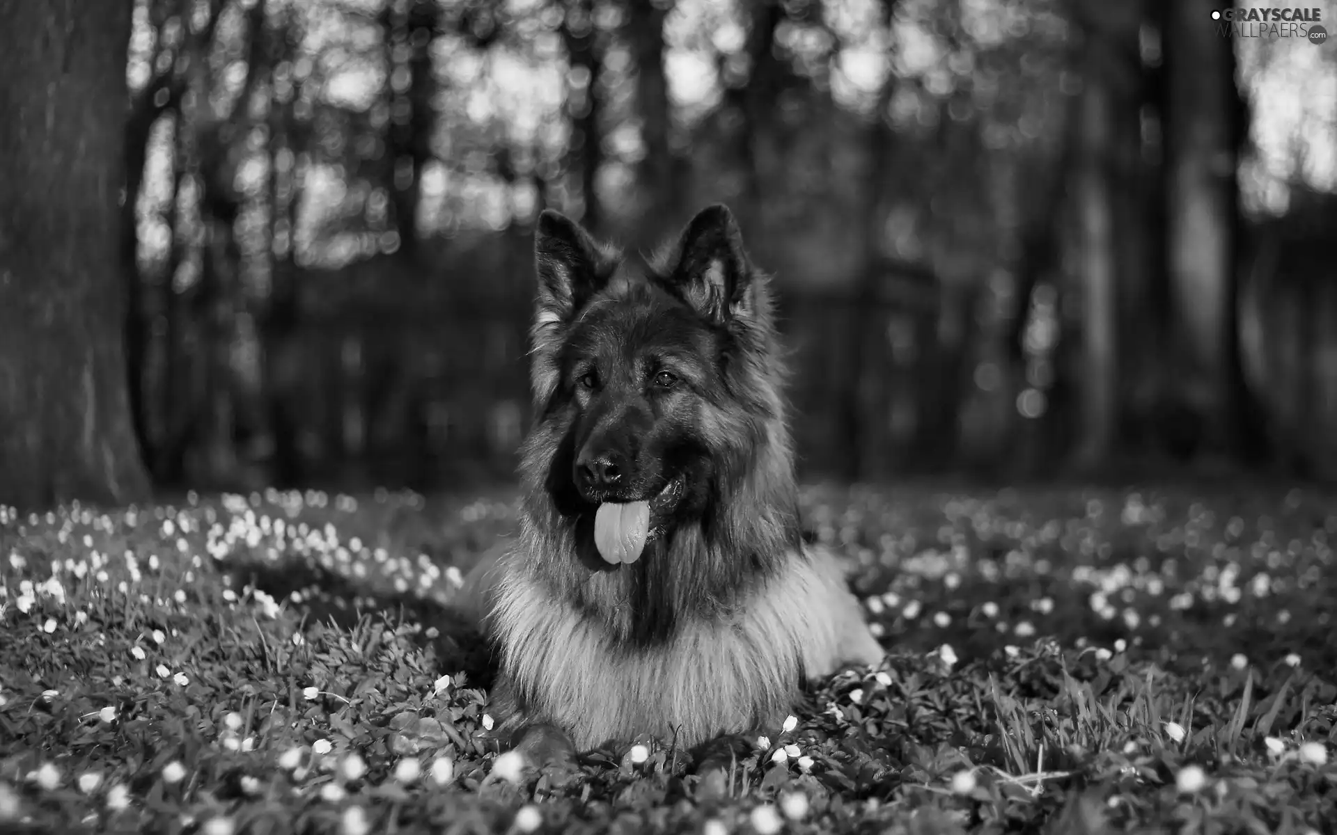 sheep-dog, forest, grass, german