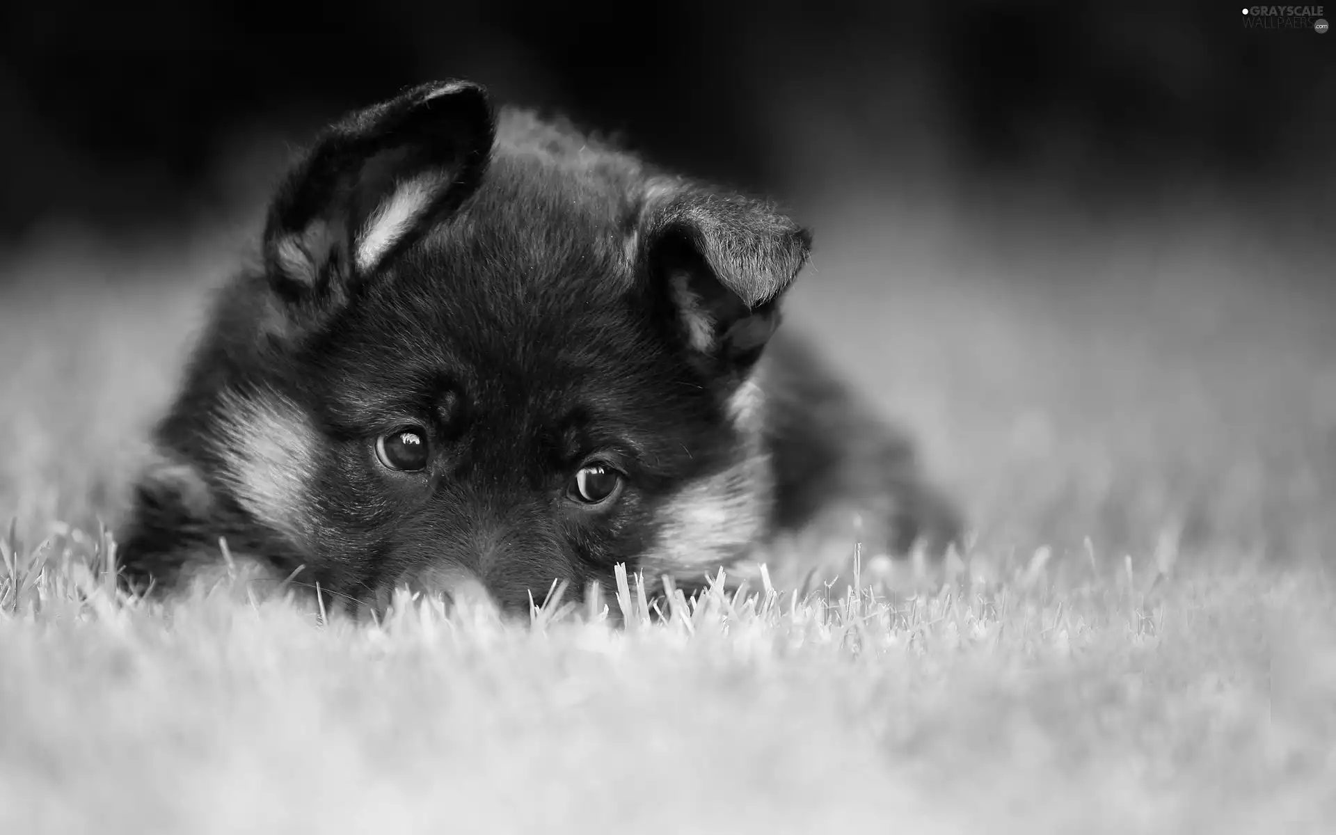 sheep-dog, Puppy, grass, german