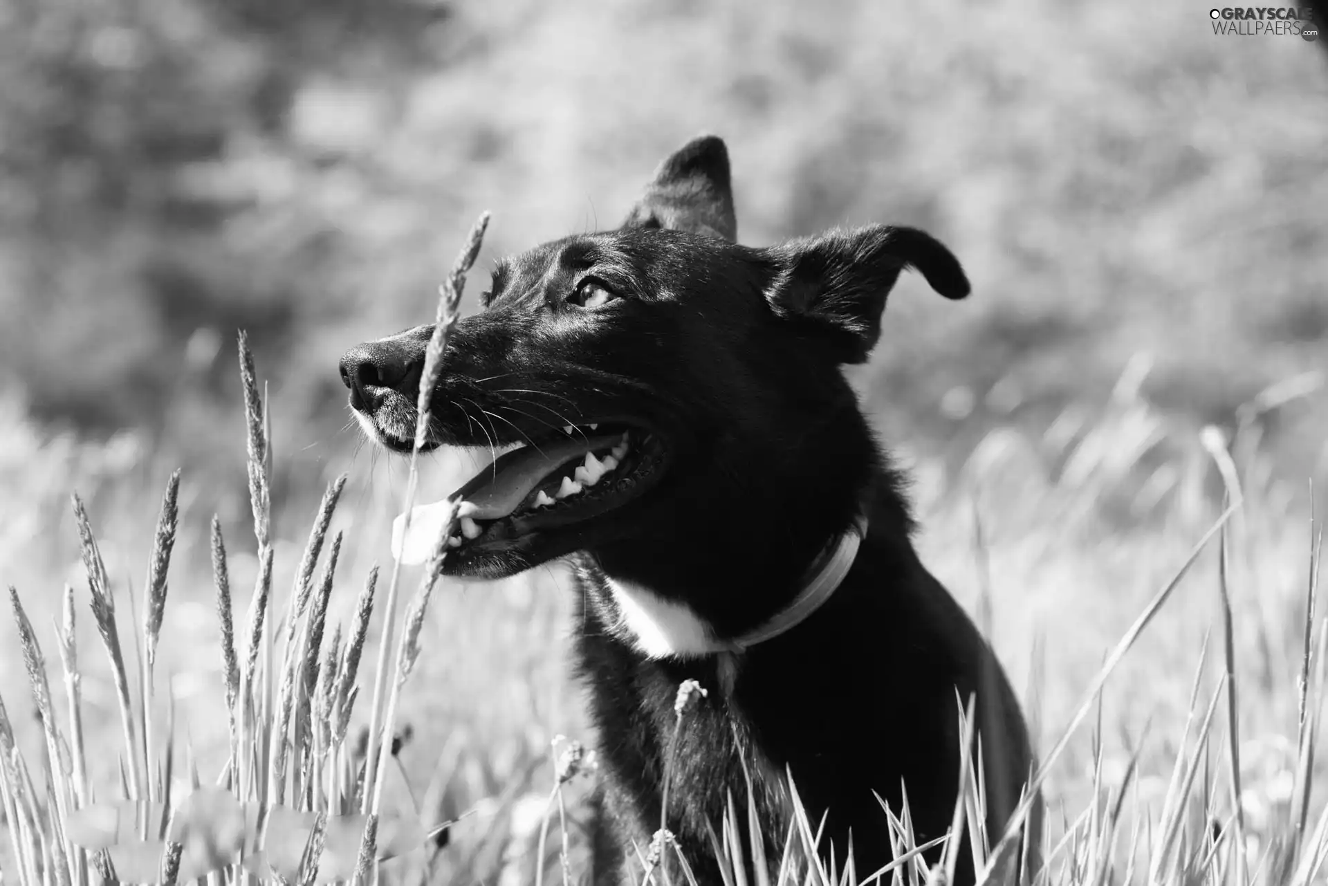 dog, Tounge, grass, Head