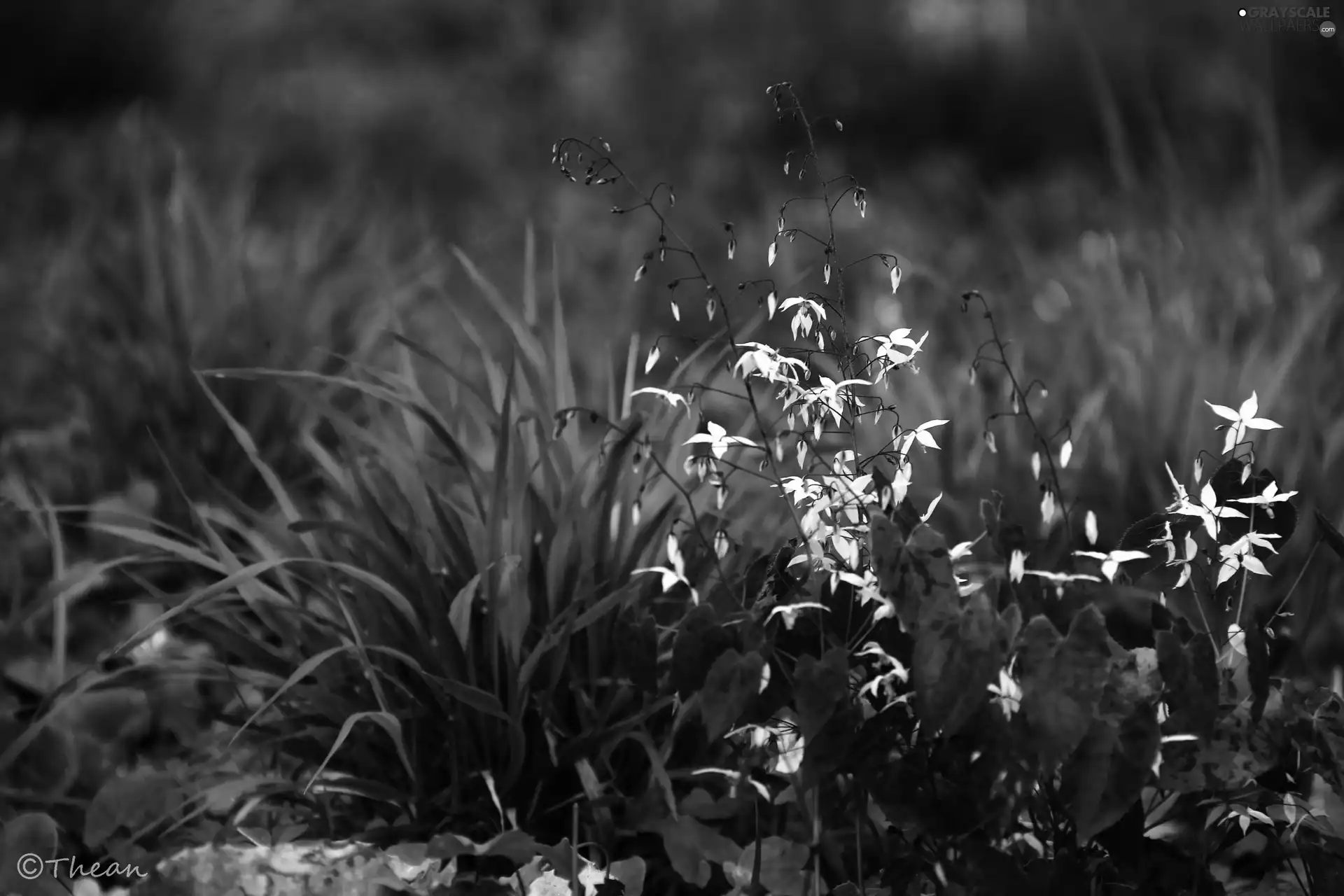 little doggies, Flowers, grass, White