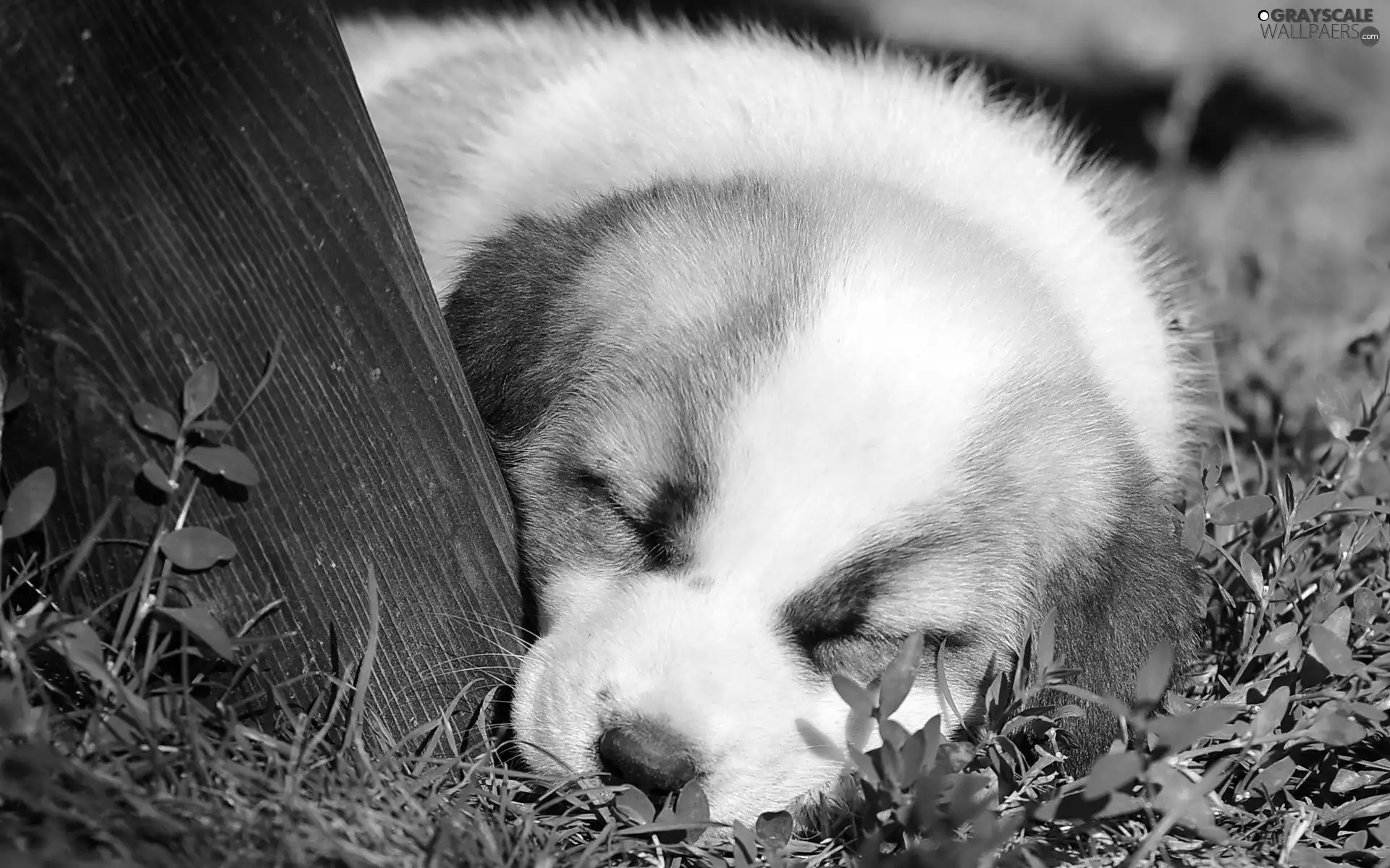 grass, sleepy, doggy