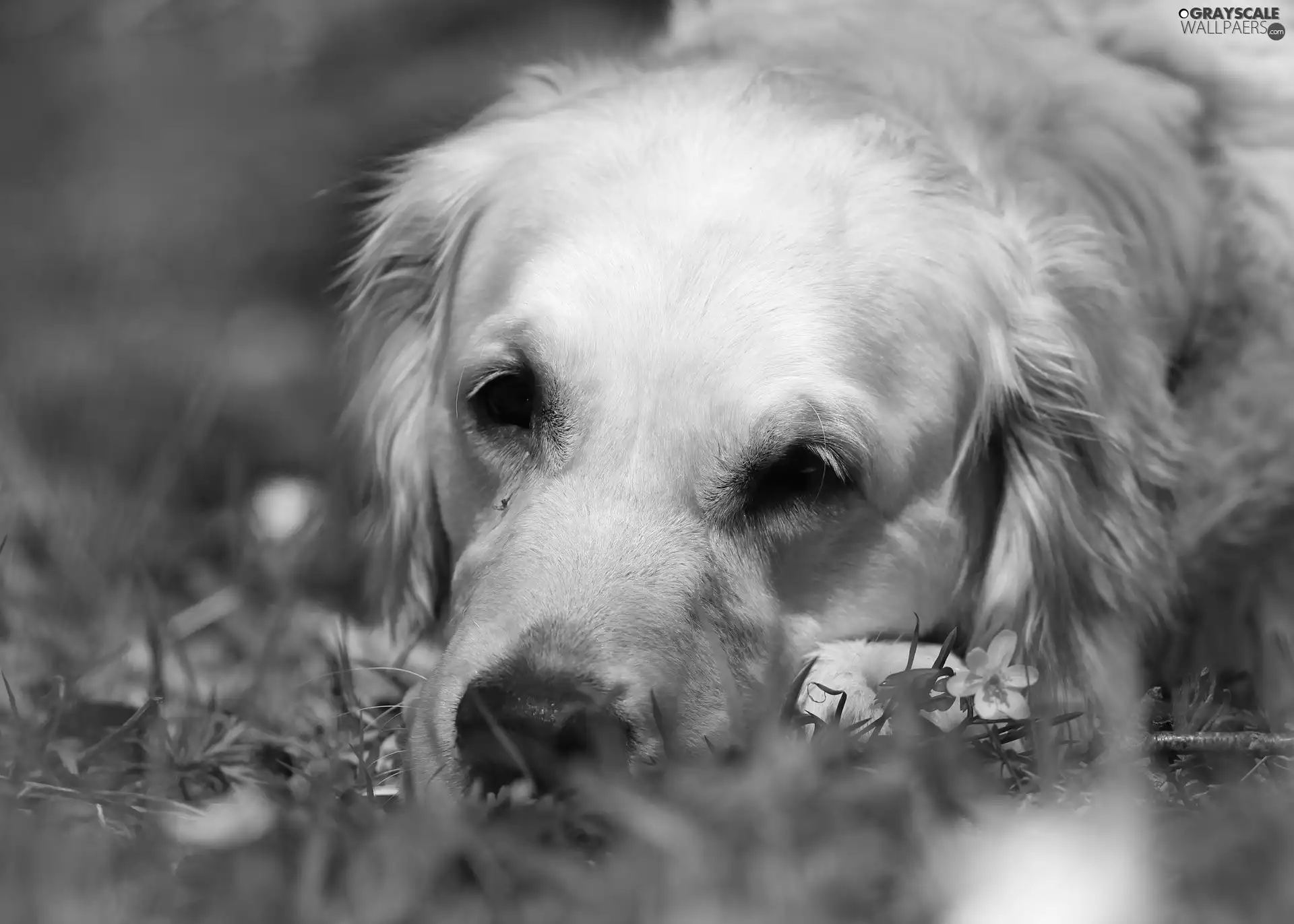 White, Golden Retriever, grass, dog