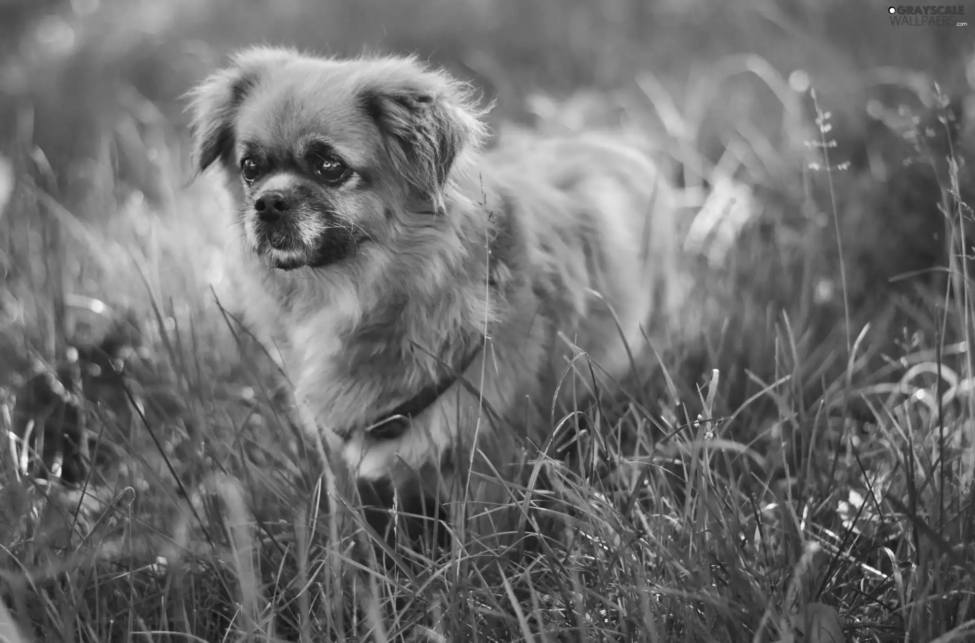 doggy, grass
