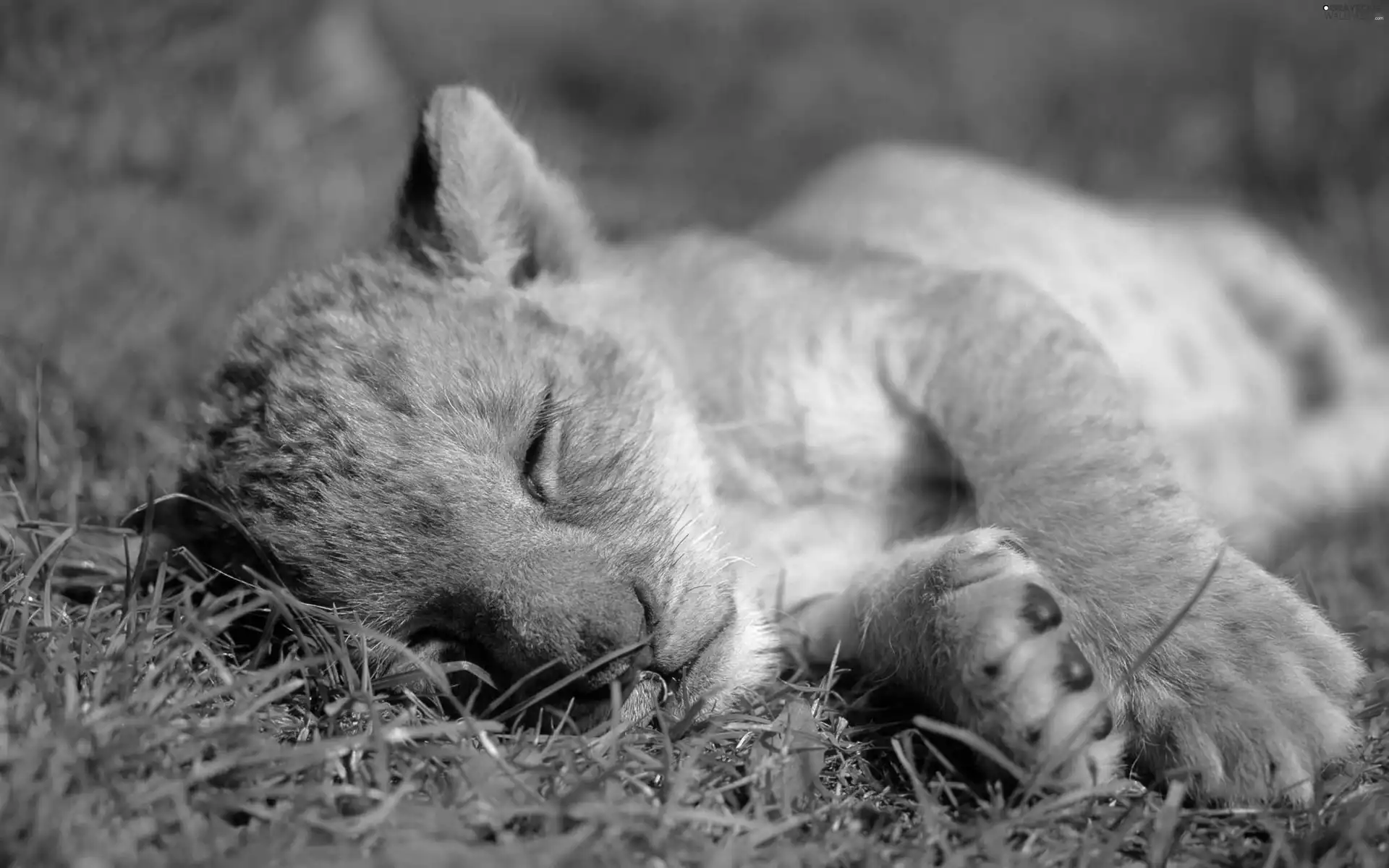 grass, lion, dream