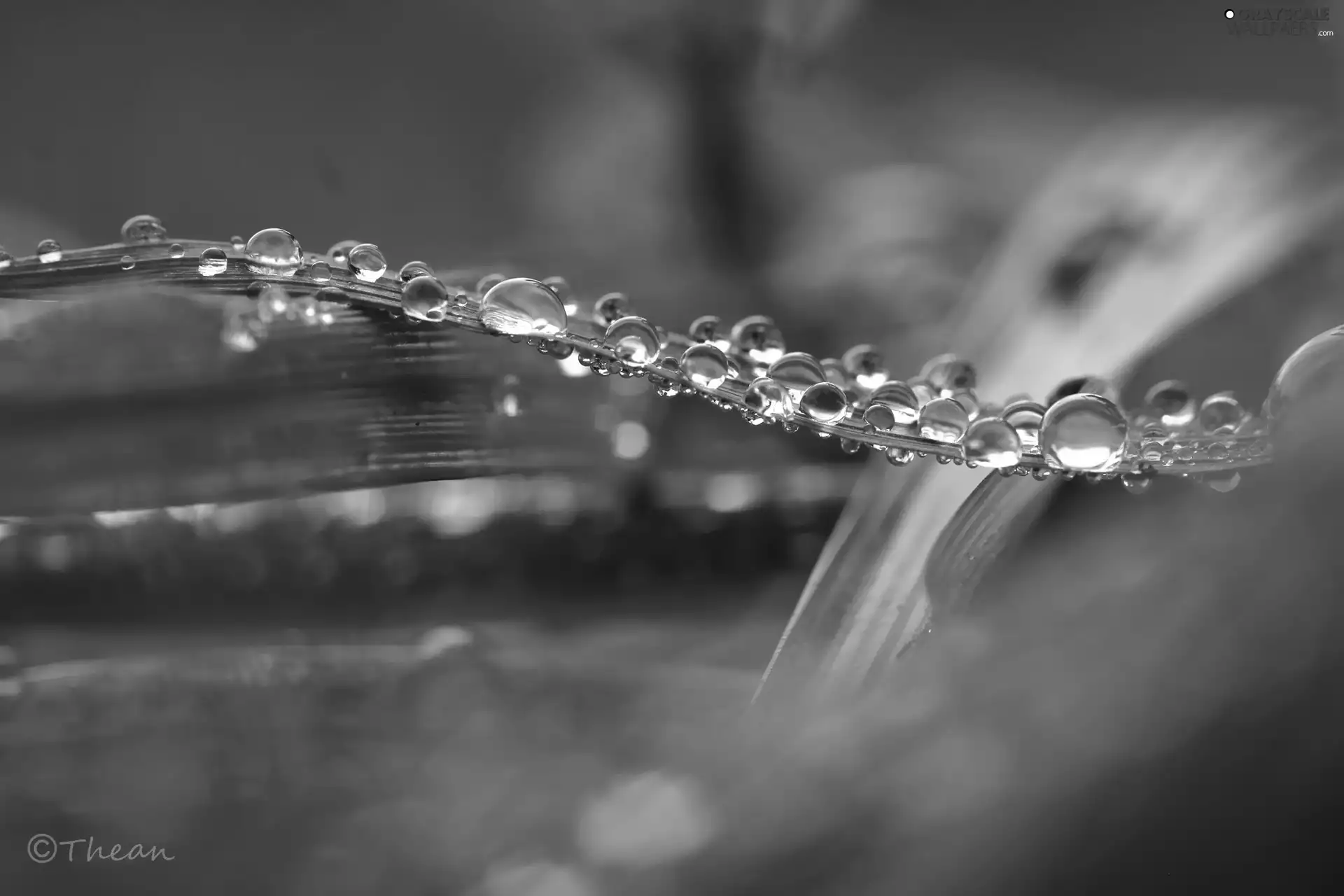 drops, blades, grass, Rosy