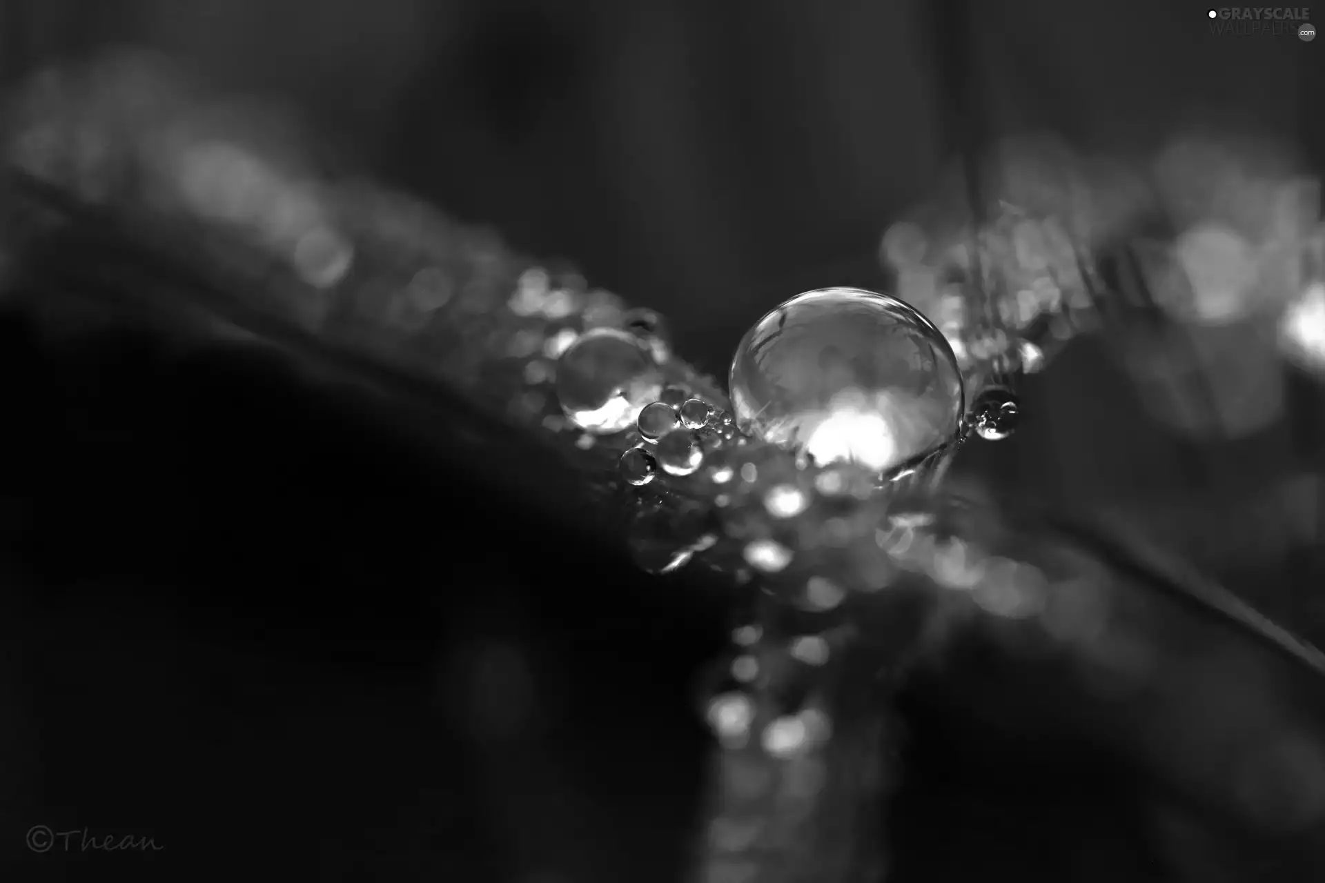 drops, blades, grass, Rosy