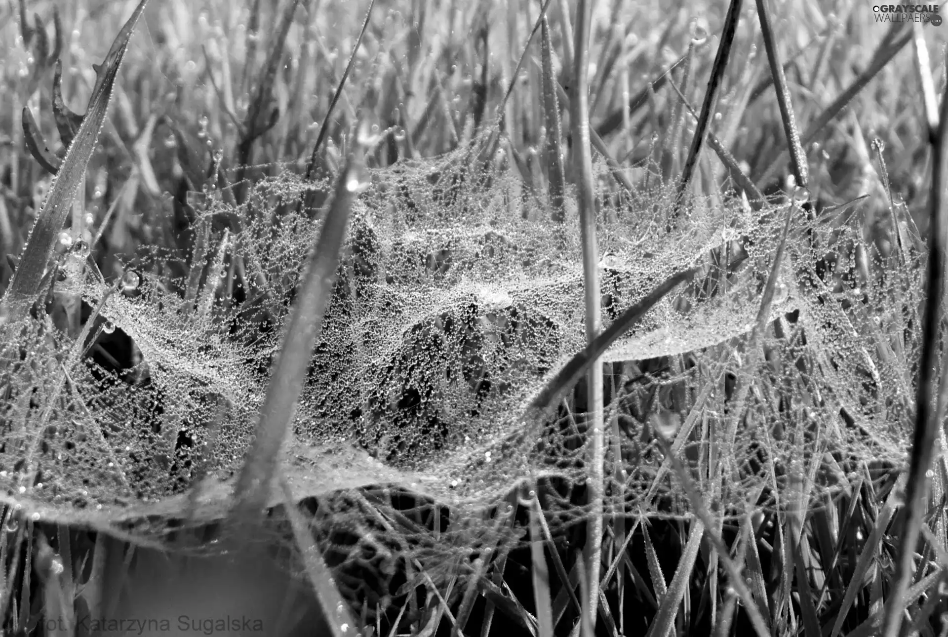 drops, Web, grass, Rosy