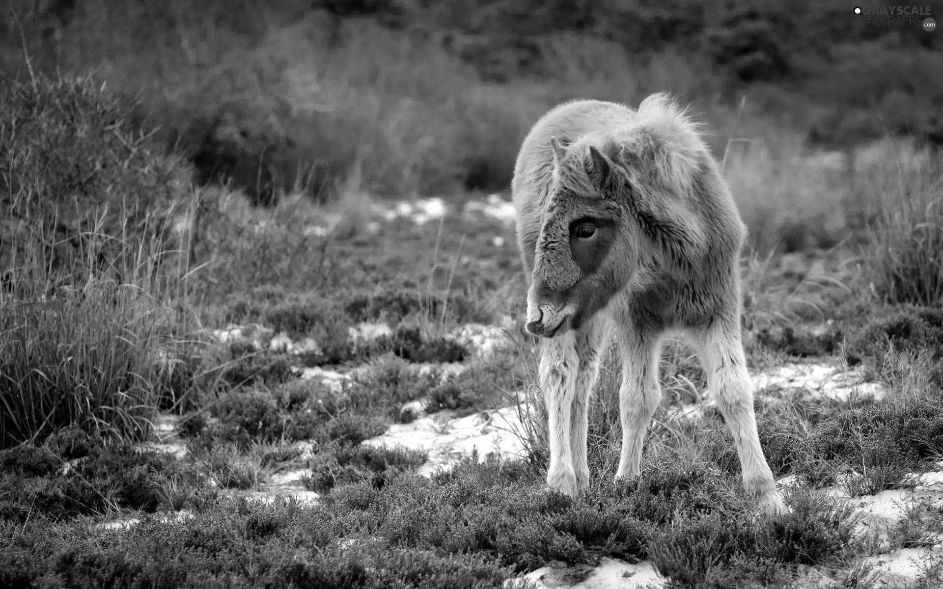 grass, Colt, dry