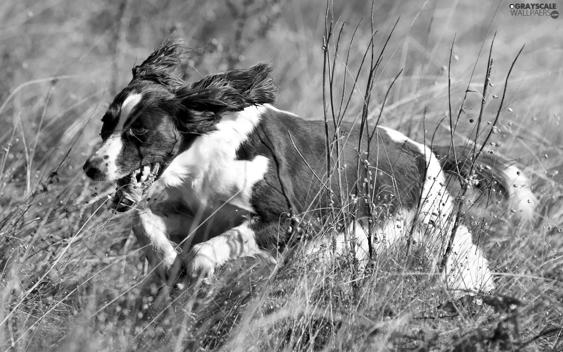 grass, dog, dry