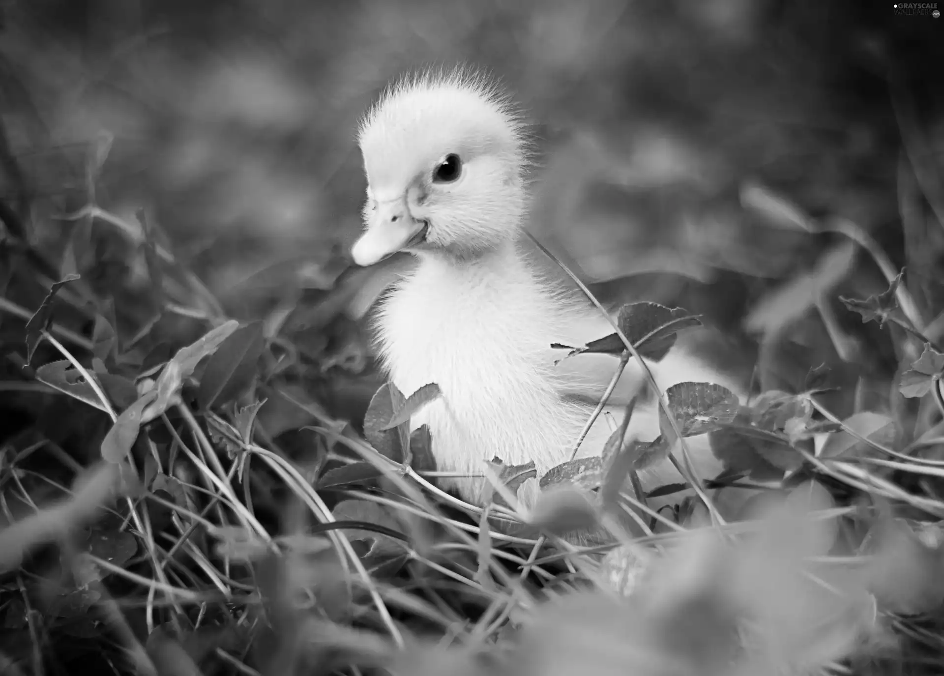 grass, small, Ducky