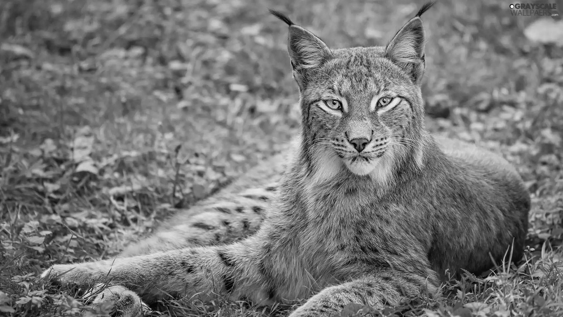 grass, Lynx, ears