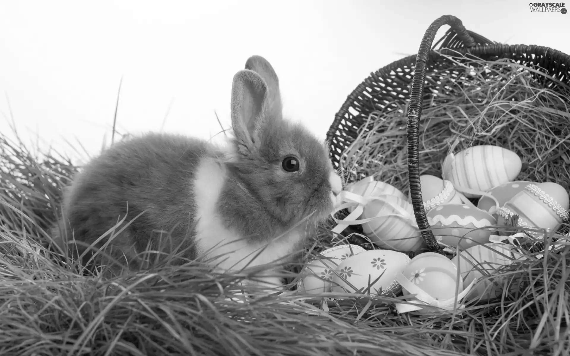 eggs, Rabbit, grass, Easter, Hay, basket