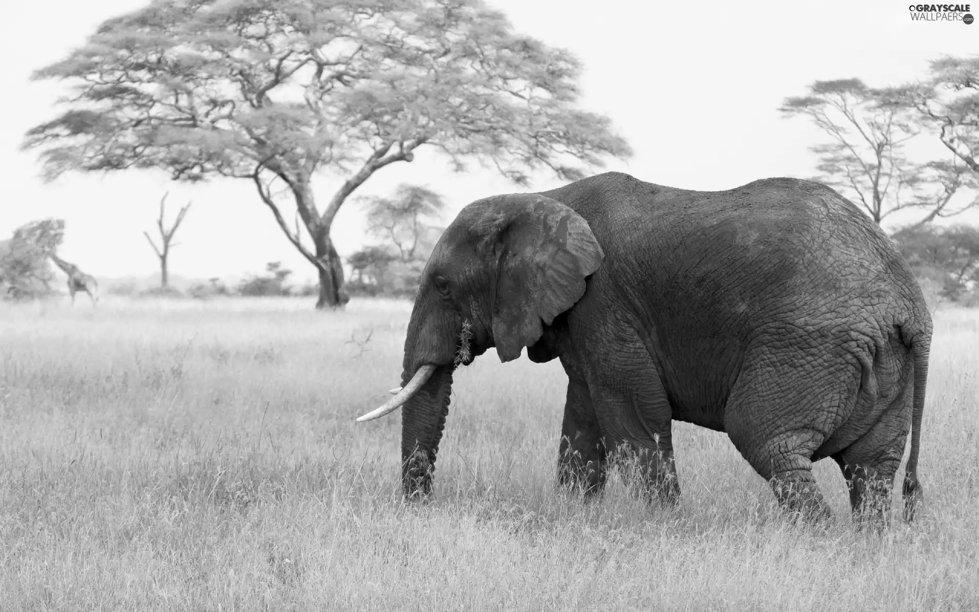 Elephant, viewes, grass, trees