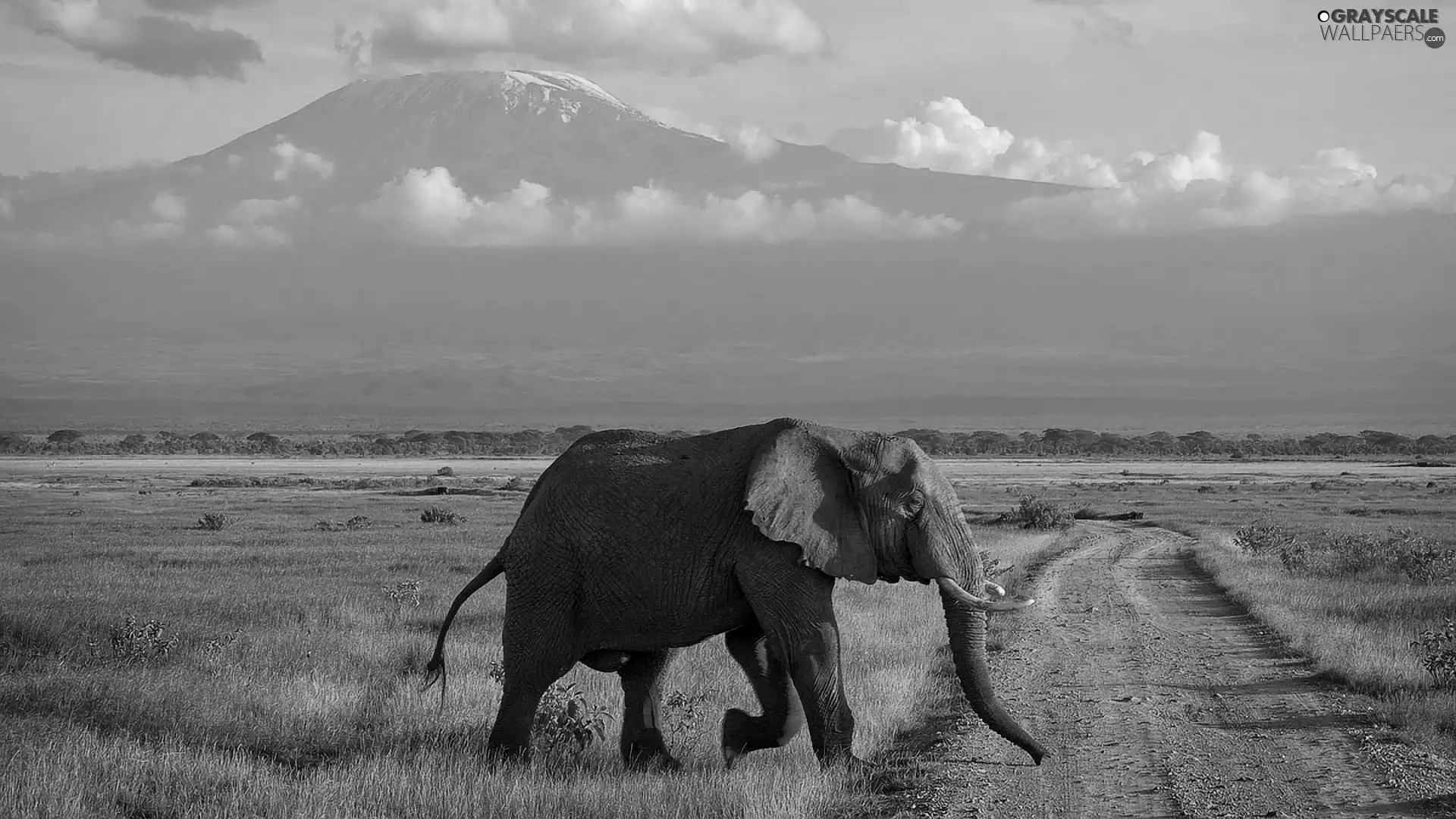 Elephant, Way, grass, Mountains