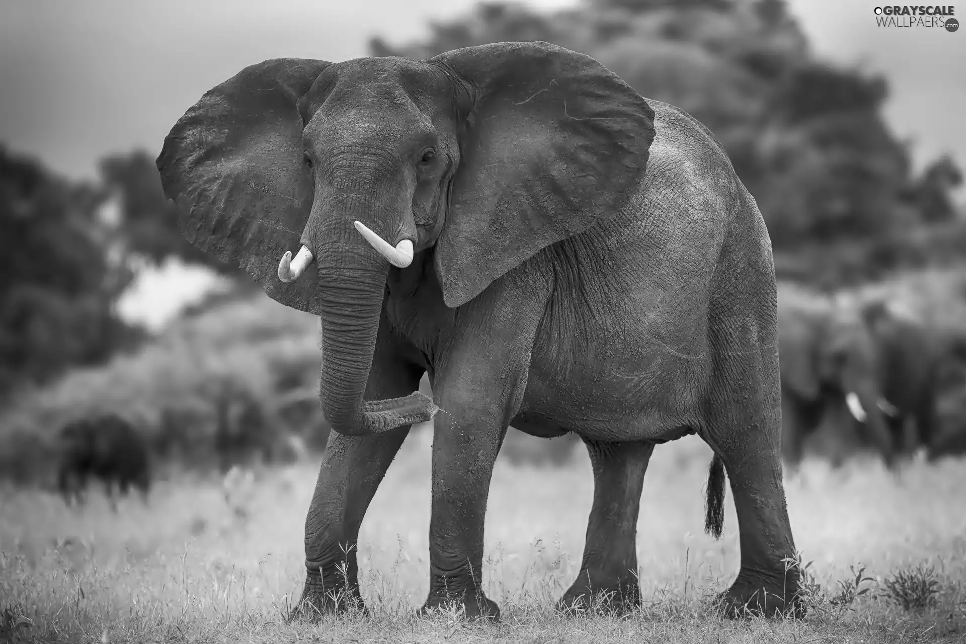 Elephant, grass