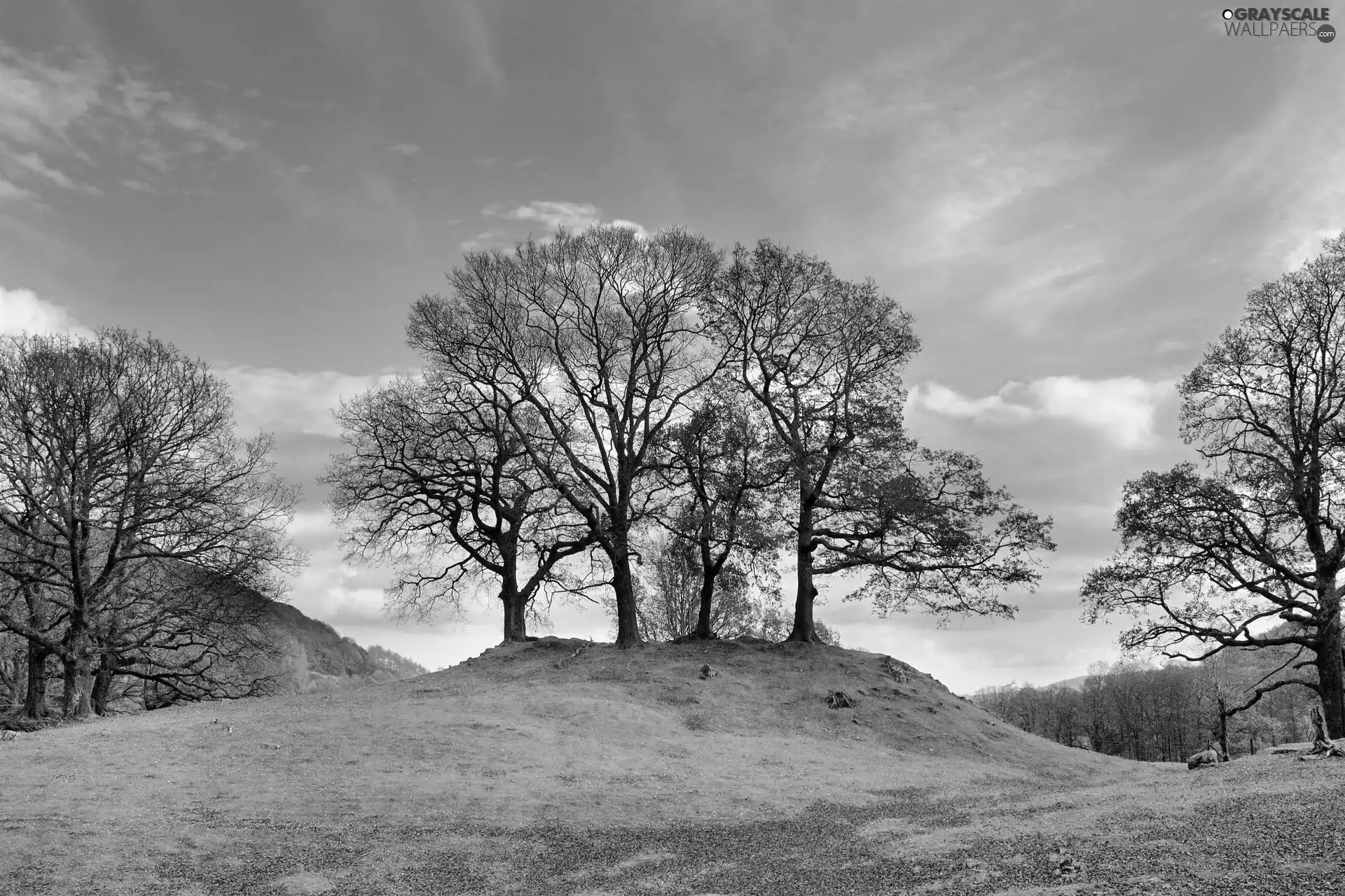 trees, late, grass, elevation, viewes, autumn