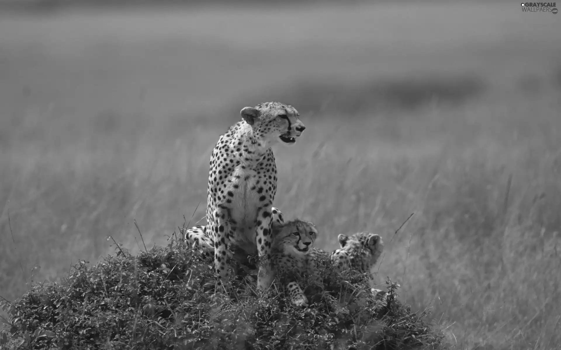 grass, Cheetah, Family