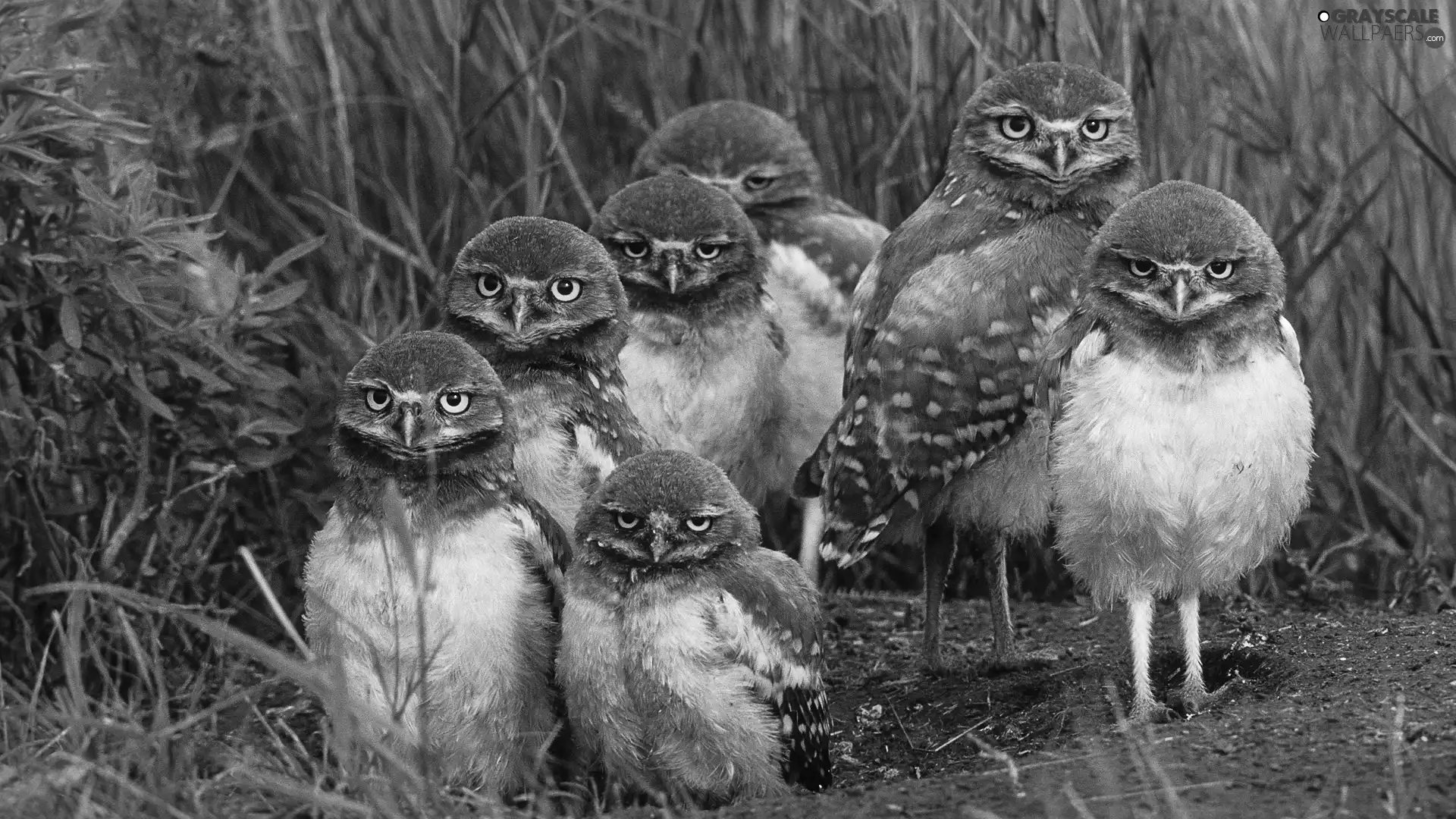grass, Owls, Family